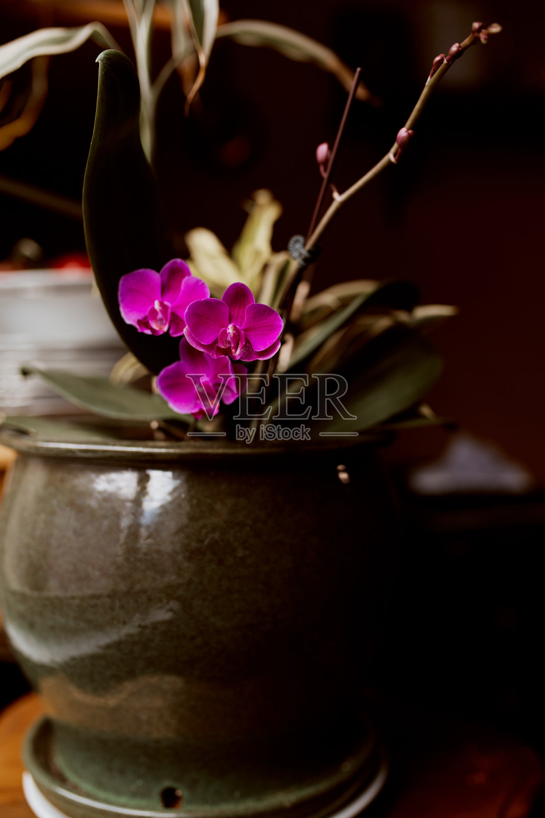 花盆里的热带兰花照片摄影图片