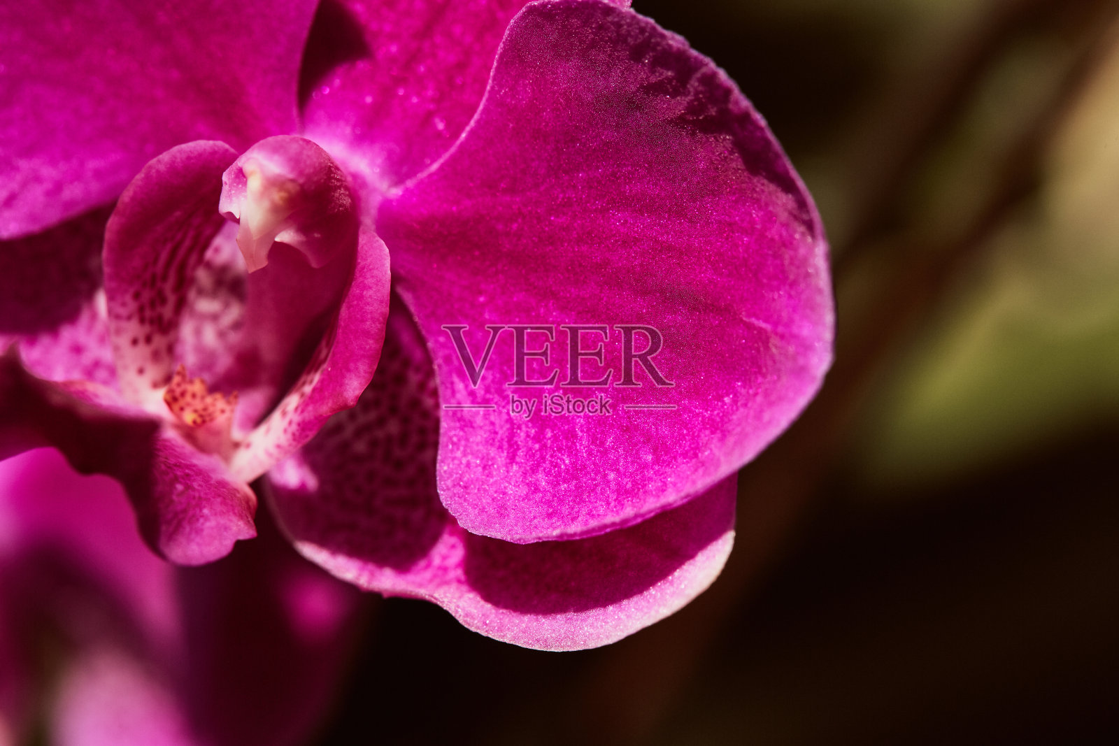 花盆里的粉红色热带兰花照片摄影图片