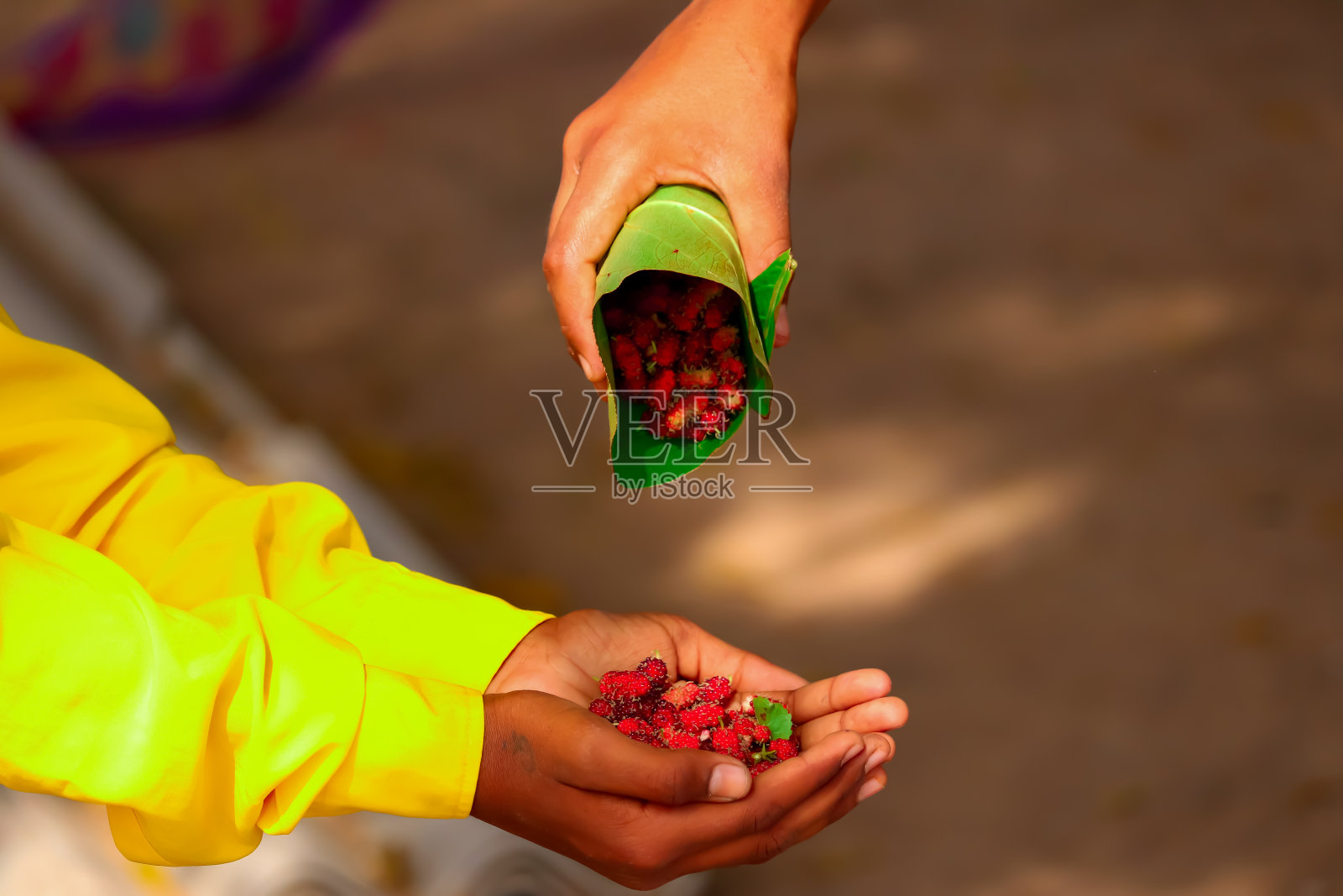 手握桑椹，手握新鲜桑椹果实。新鲜桑椹、黑熟桑椹和红未熟桑椹在树枝上，有选择的重点照片摄影图片