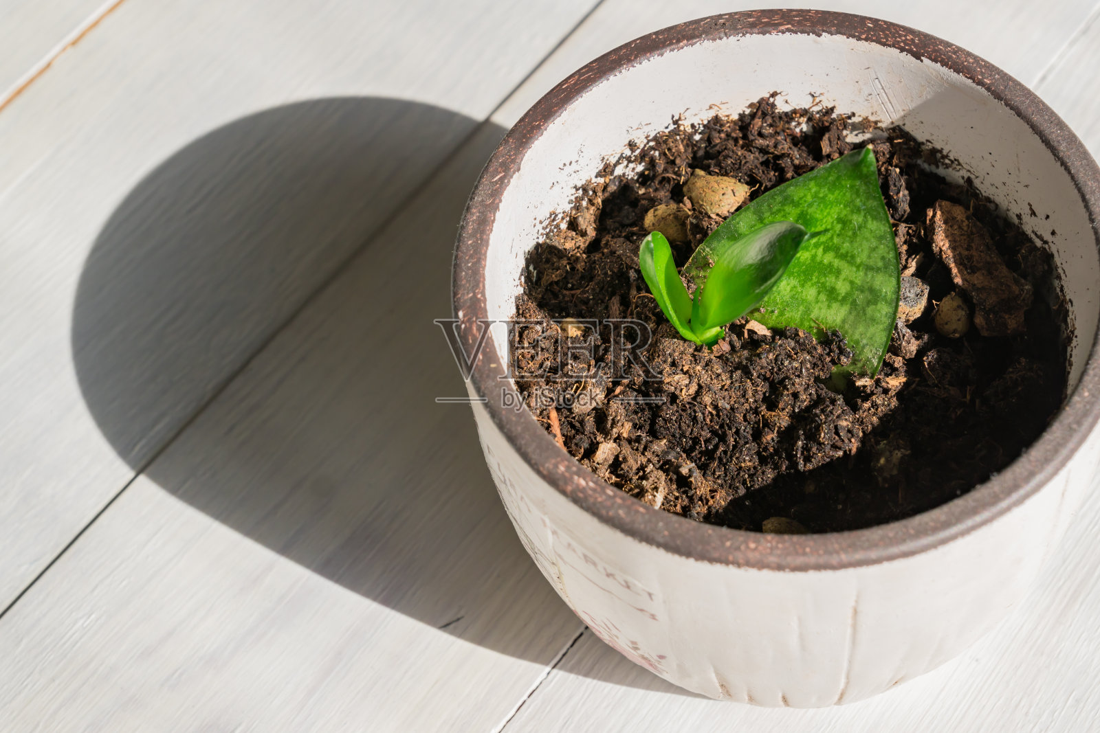 盆栽虎尾兰幼苗，家居园艺照片摄影图片