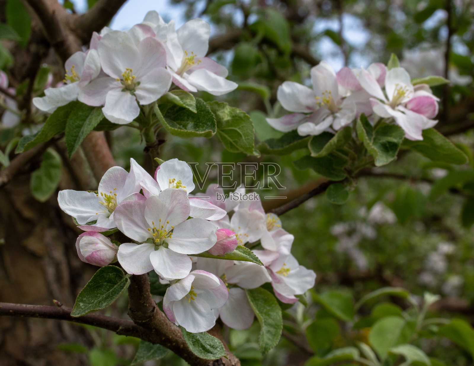 盛开的苹果树照片摄影图片