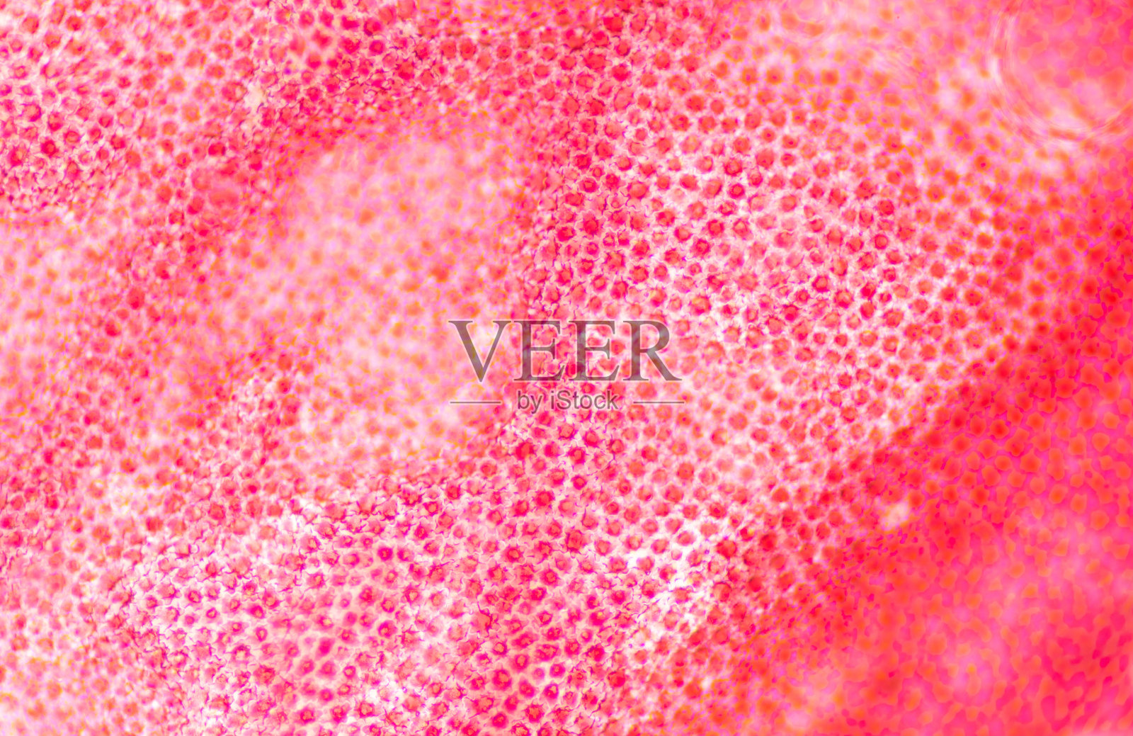 用10倍显微镜观察植物细胞模糊的纹理。照片摄影图片