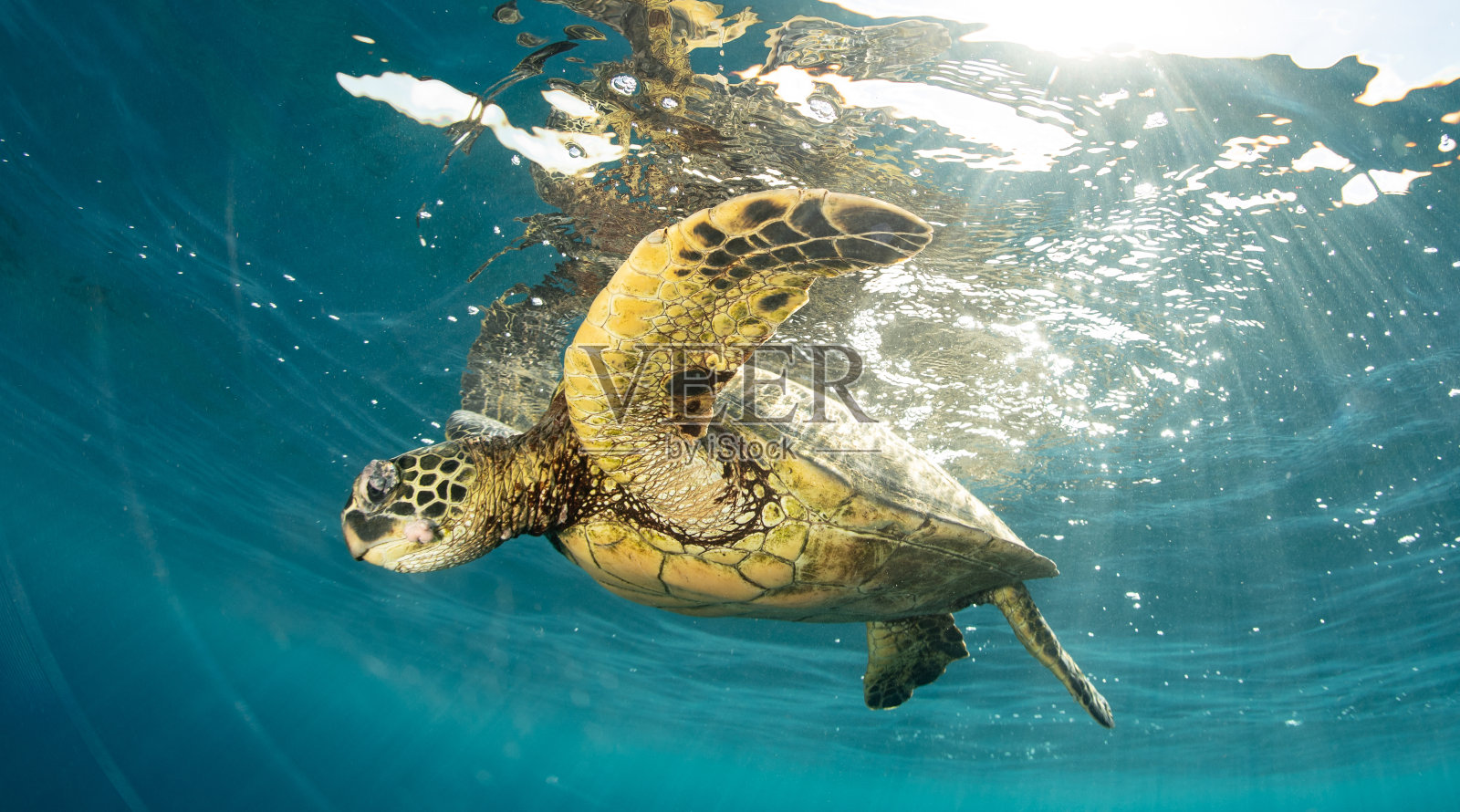夏威夷的绿海龟照片摄影图片
