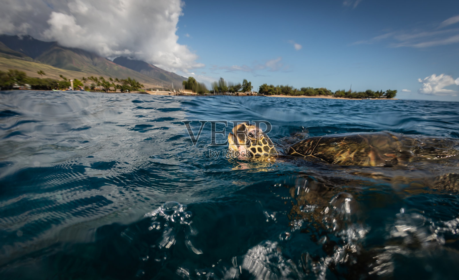 夏威夷的绿海龟照片摄影图片