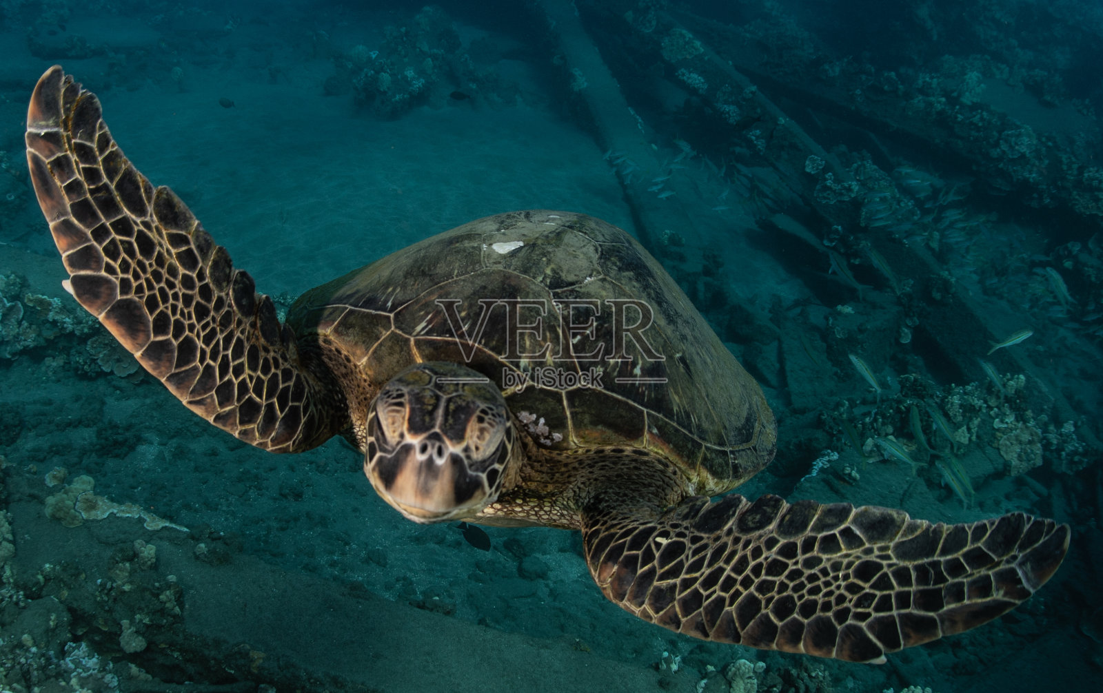 夏威夷的绿海龟照片摄影图片