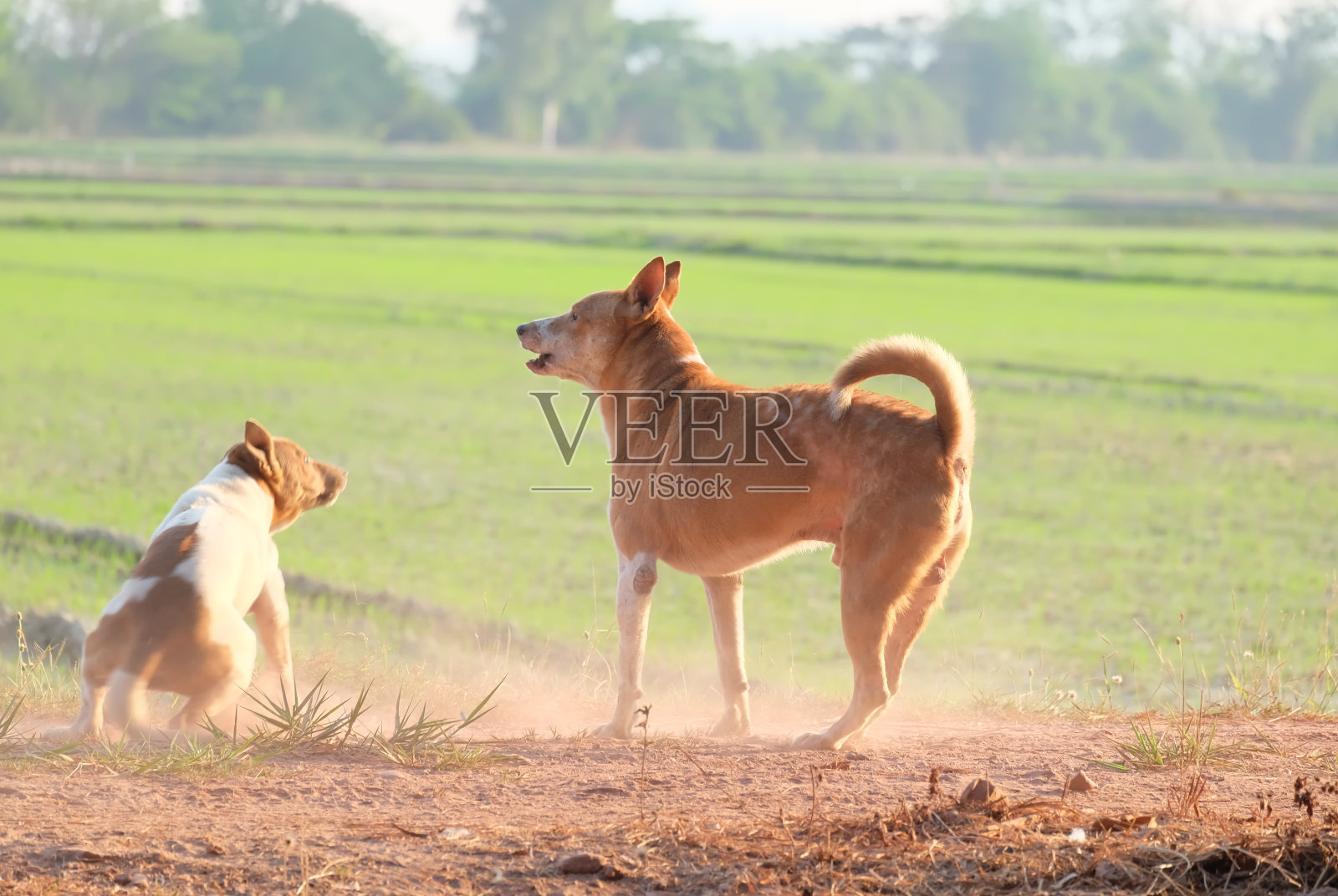 泰国品种的狗，泰国的狗。照片摄影图片