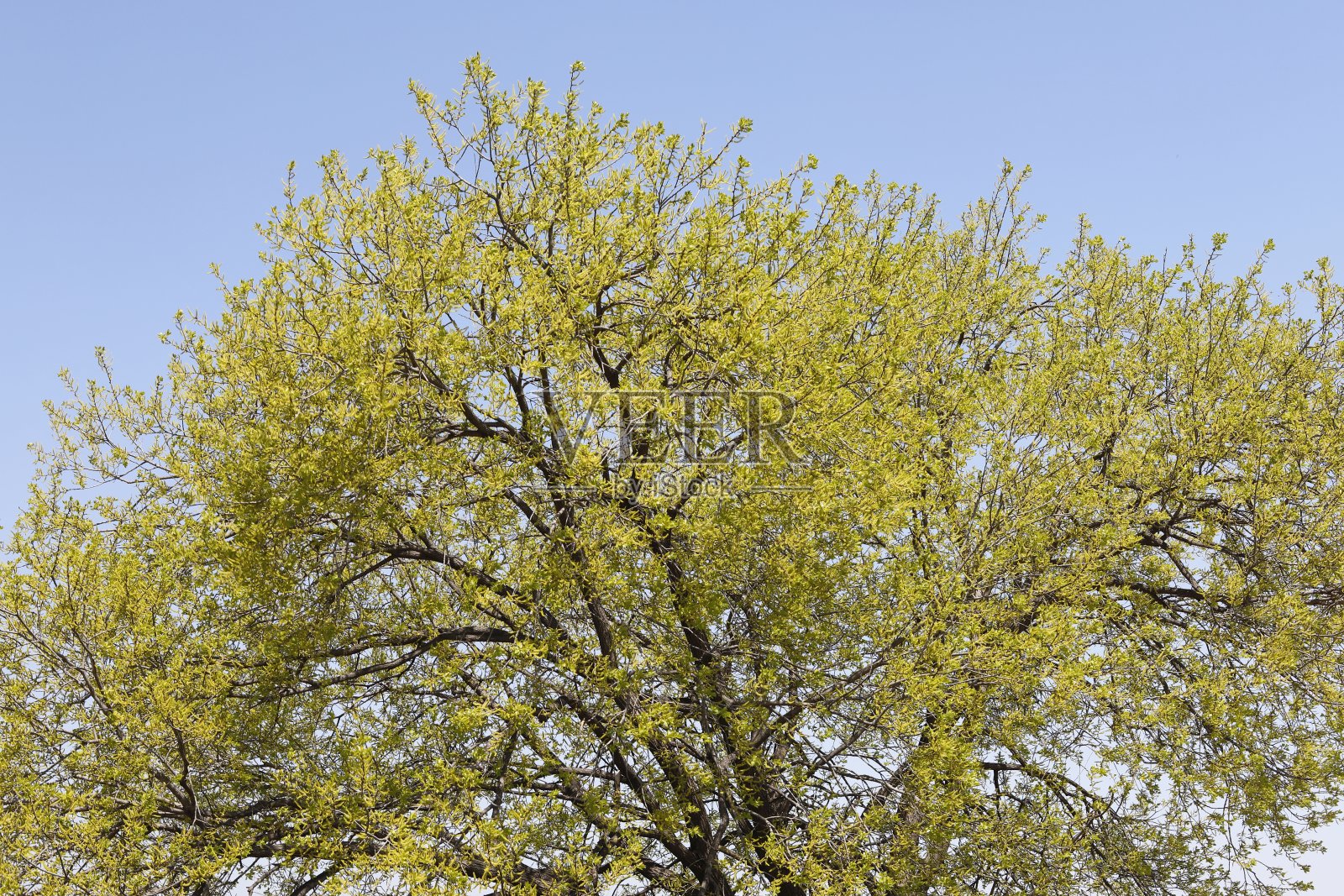 春光明媚，柳树成荫照片摄影图片