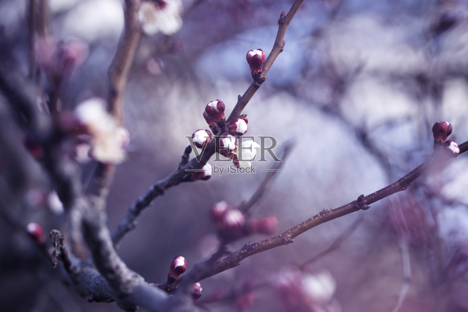 杏花芽在树枝上，树枝上有树芽照片摄影图片