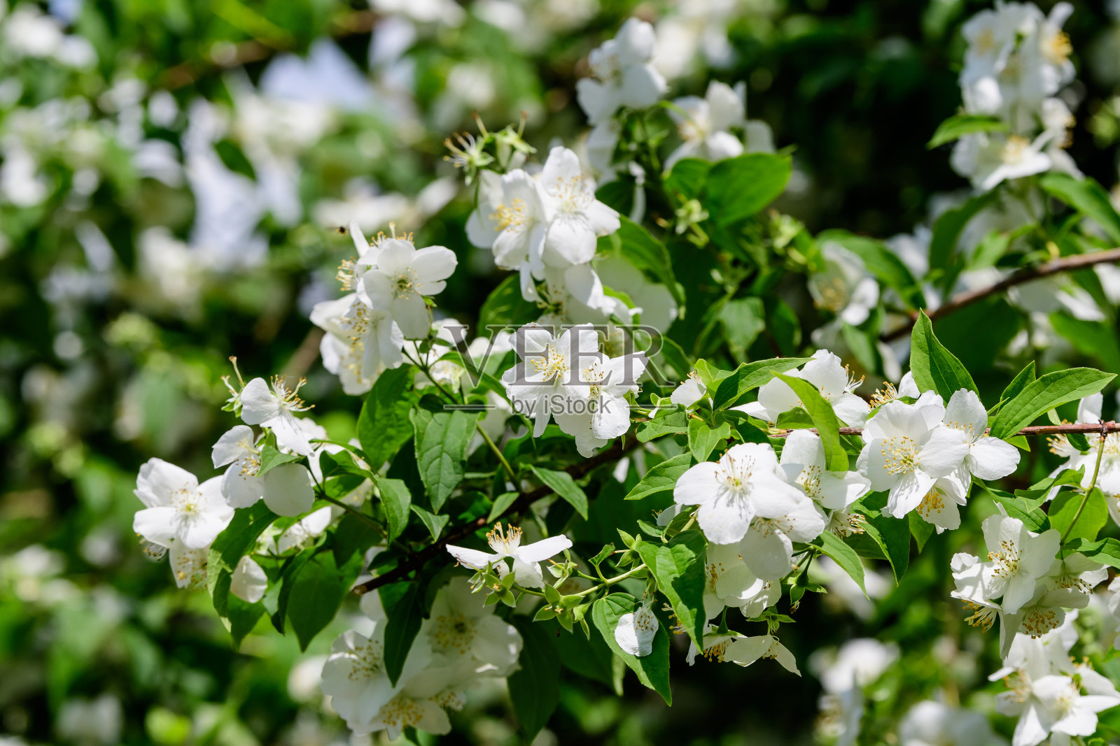 大的绿色灌木与新鲜的精致的白色茉莉花和绿叶在一个阳光明媚的夏天的花园，美丽的户外花卉背景与软焦点拍摄照片摄影图片