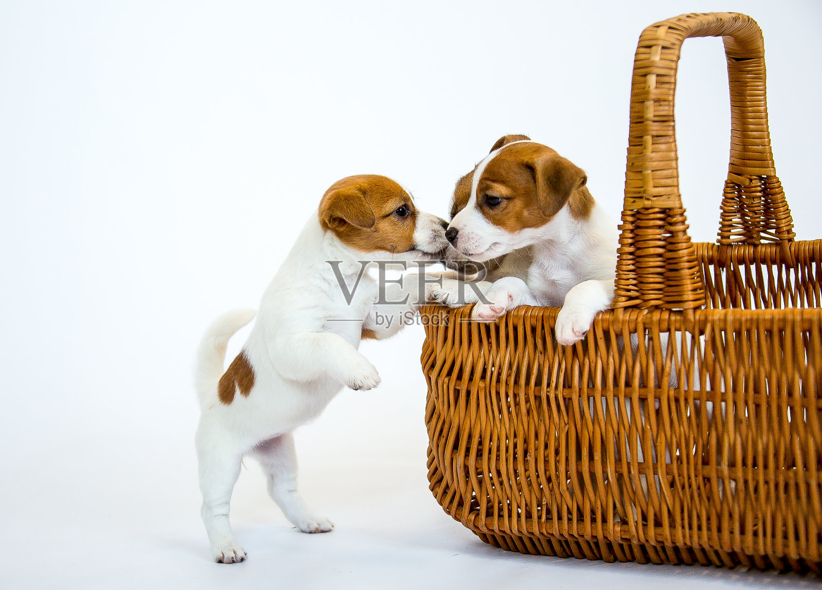 小狗罗素梗照片摄影图片