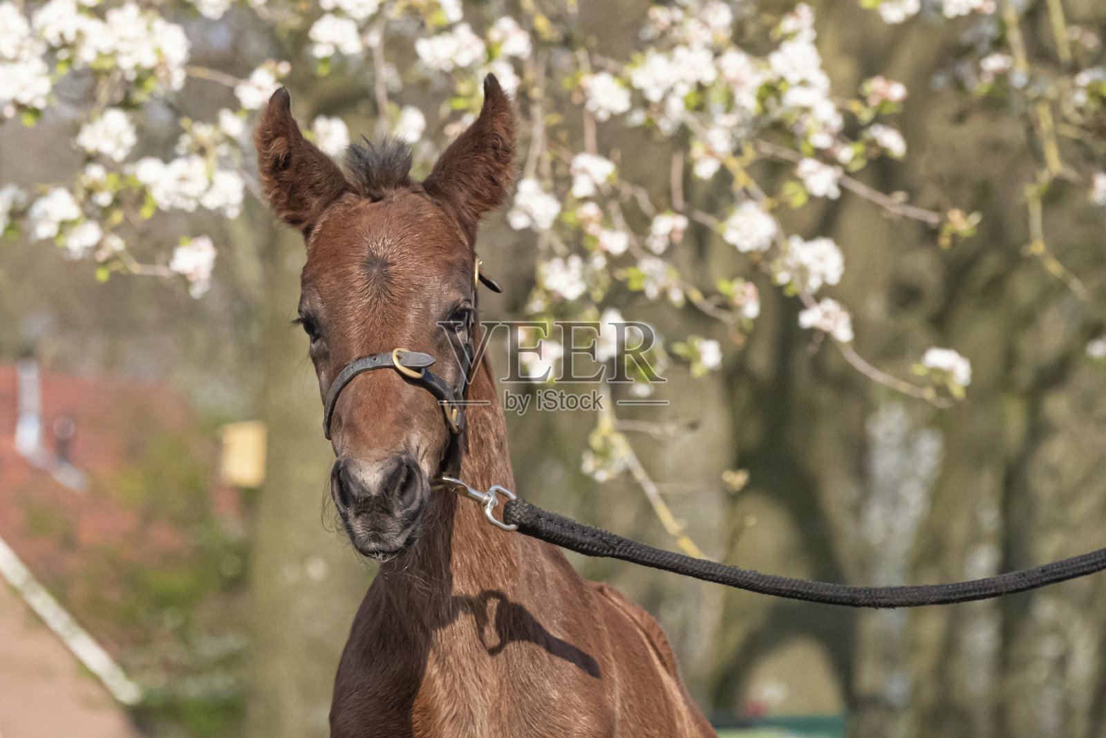 刚出生的小棕马，一天大，站着，白花花的树在背景下白天与乡村风景照片摄影图片