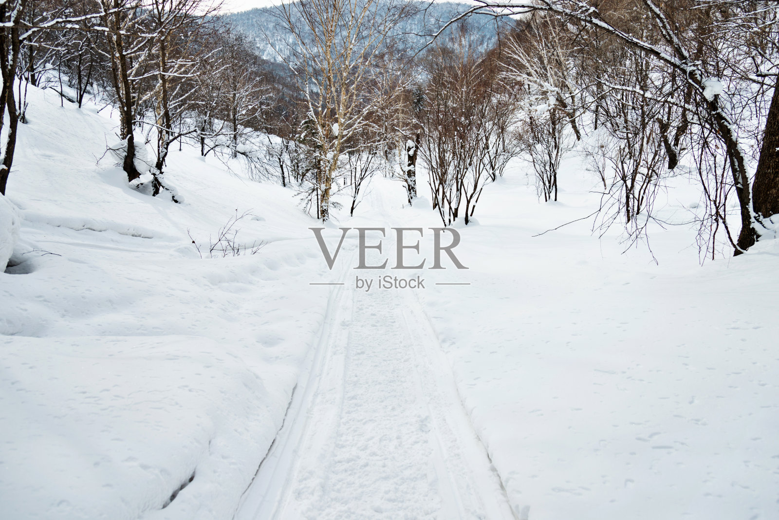 穿过森林的路上有轮胎印照片摄影图片