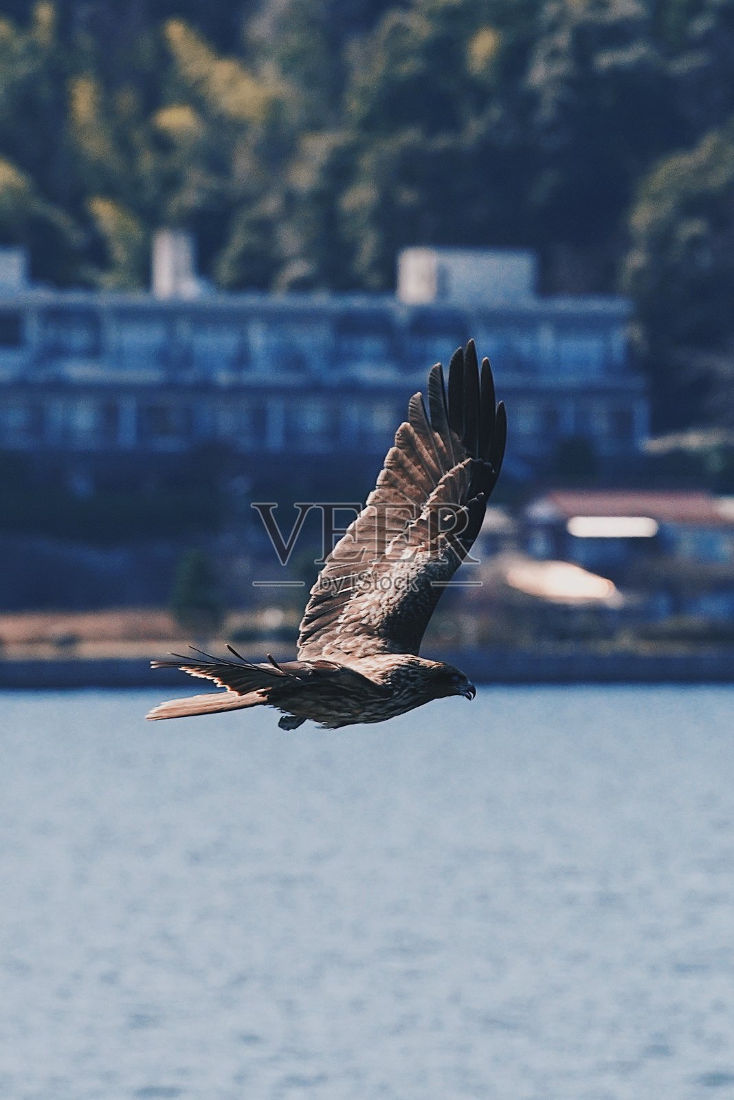 野生鸟类照片摄影图片