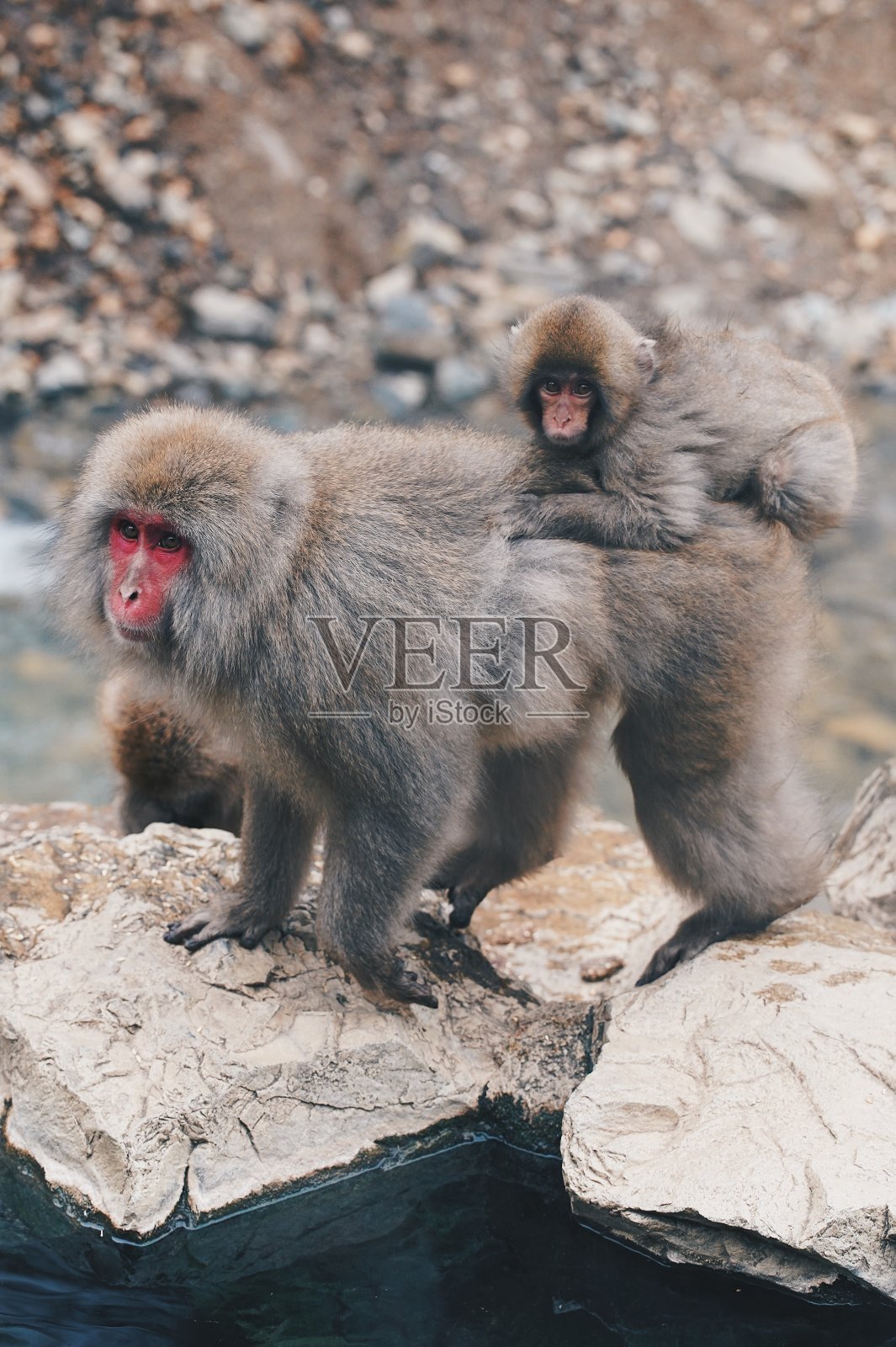 日本雪猴肖像特写照片摄影图片
