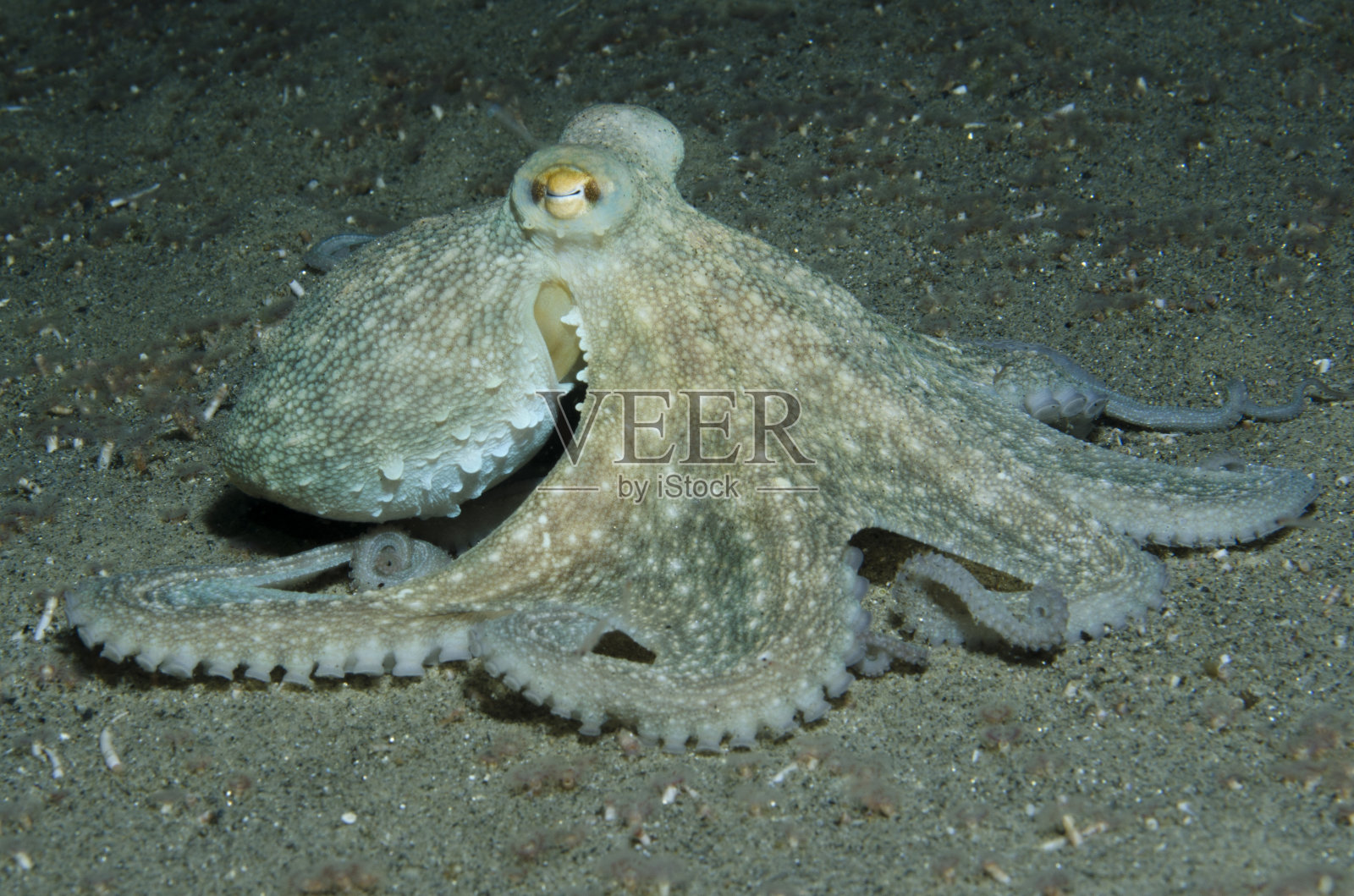 章鱼照片摄影图片