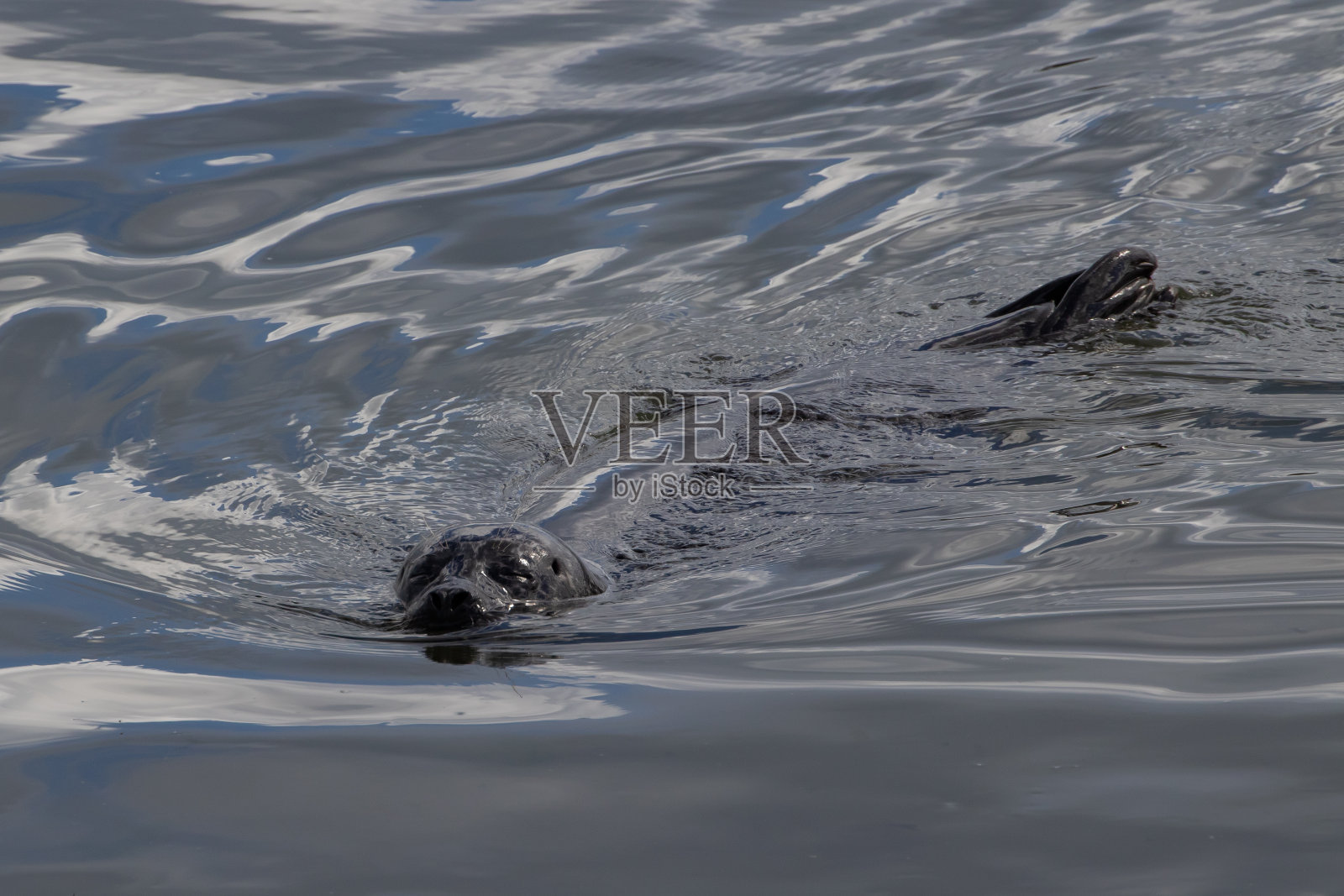 麻斑海豹照片摄影图片