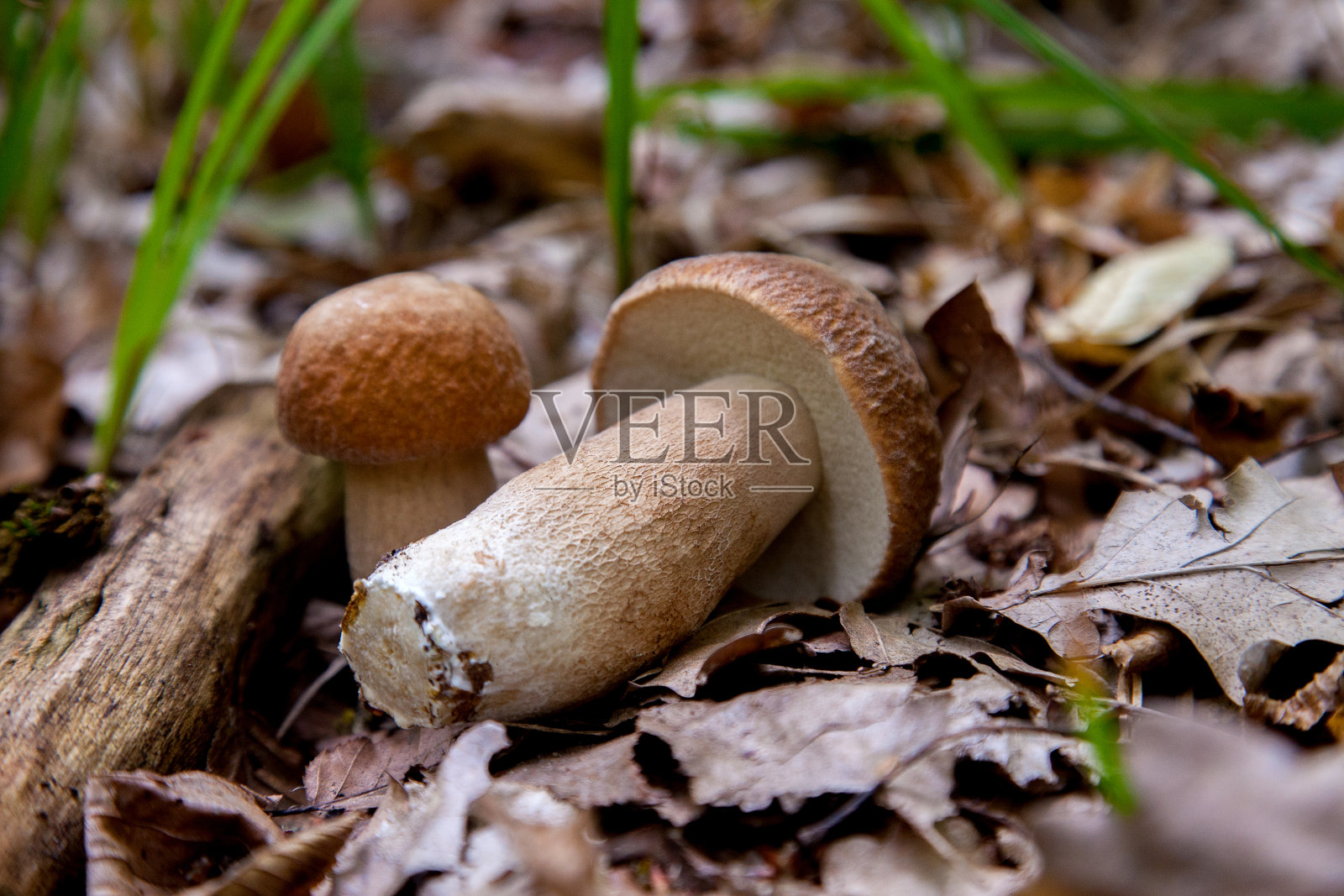 两只野生牛肝菌。秋季，牛肝菌(Boletus aereus)生长在森林地面上。照片摄影图片