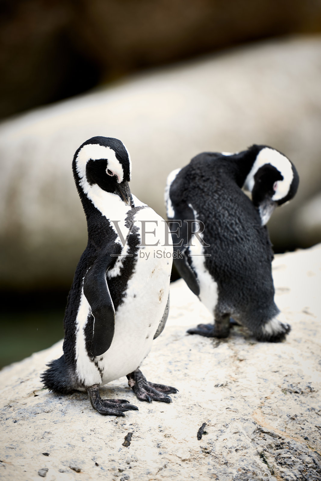 沙滩上的非洲企鹅。博尔德斯企鹅群中的非洲企鹅。开普敦。南非照片摄影图片