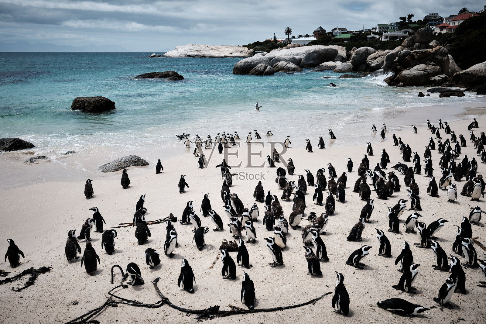 沙滩上的非洲企鹅。博尔德斯企鹅群中的非洲企鹅。开普敦。南非照片摄影图片