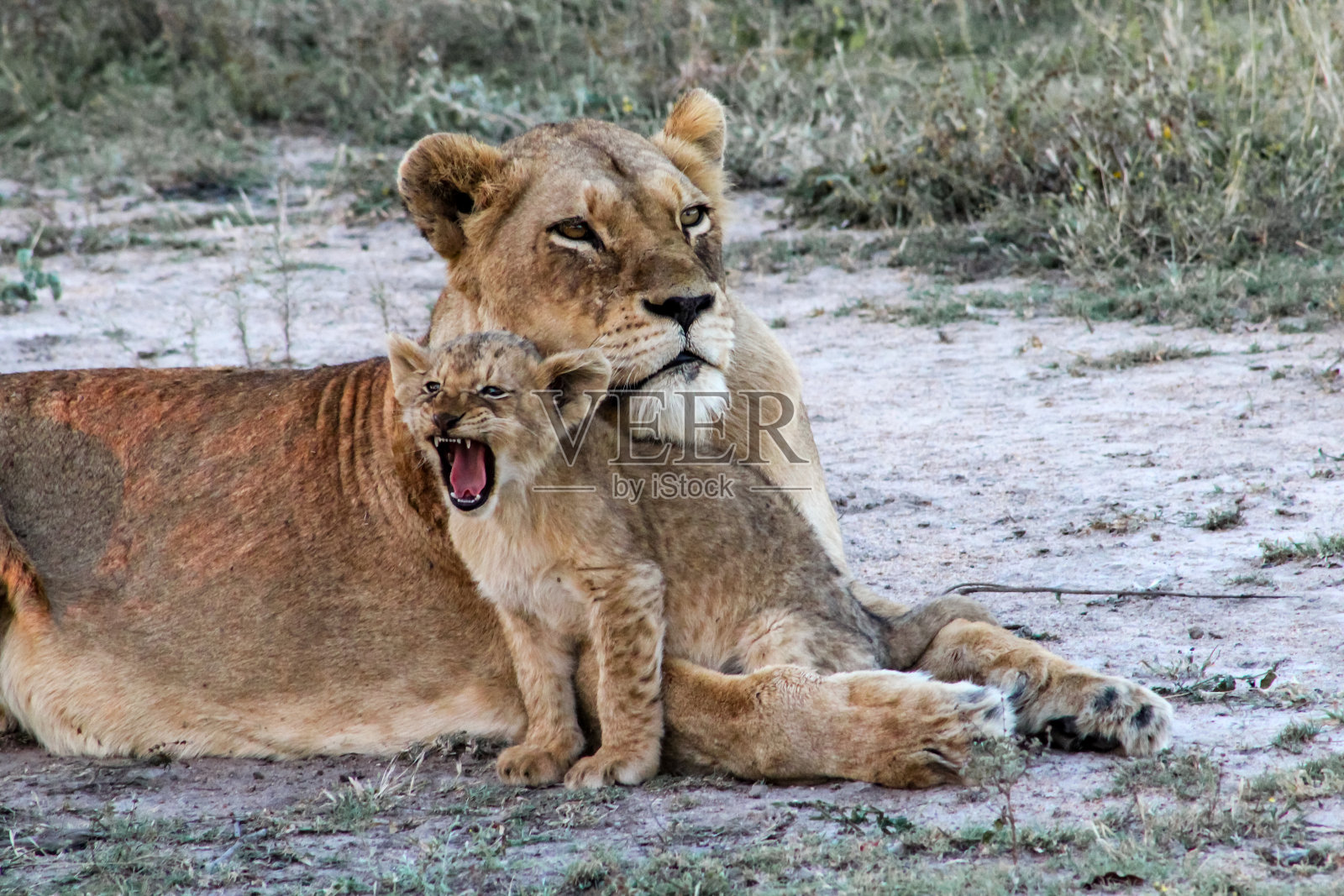 南非萨比沙私人禁猎区的成年狮子和幼狮照片摄影图片