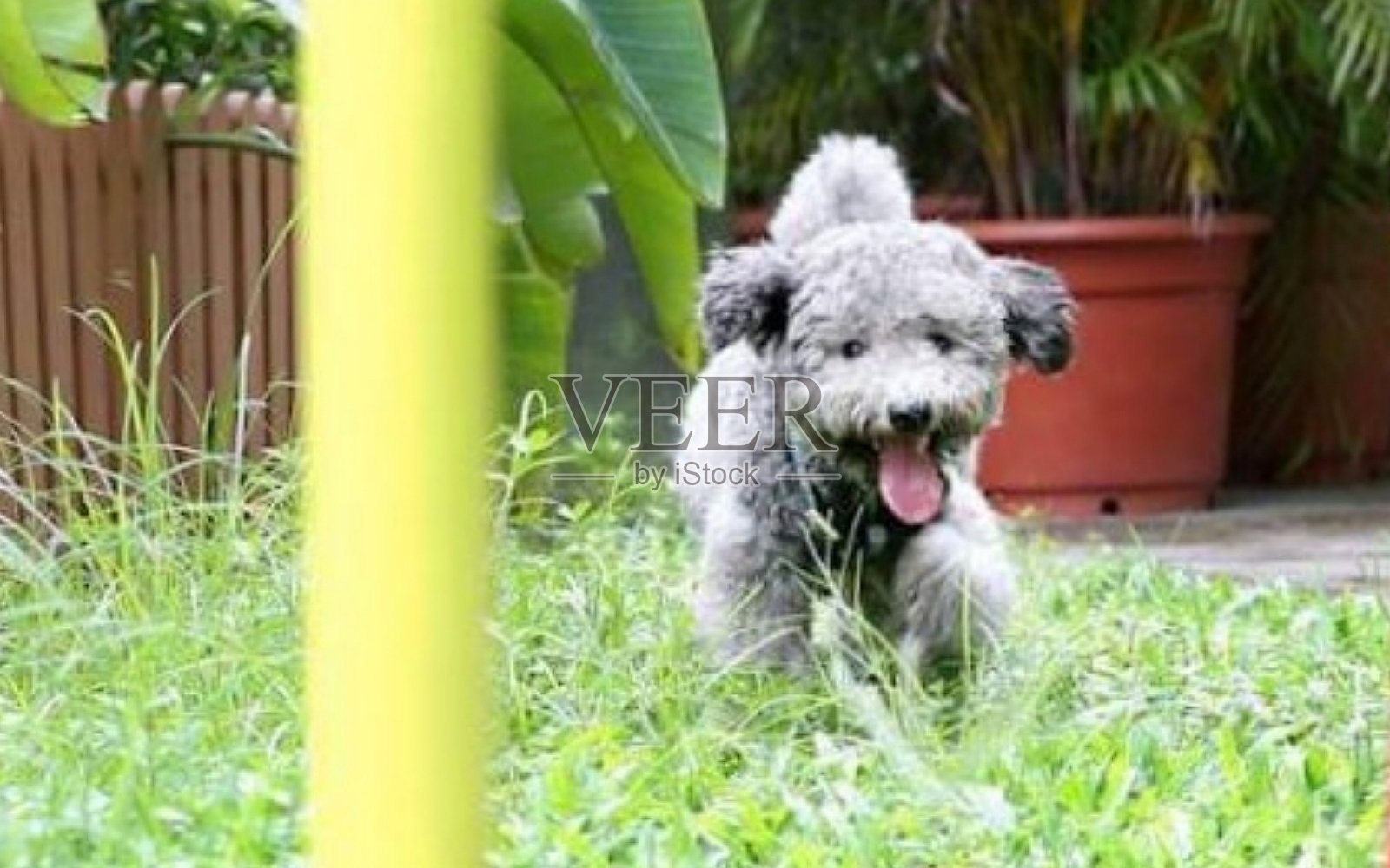 狮子狗是活跃的狗照片摄影图片