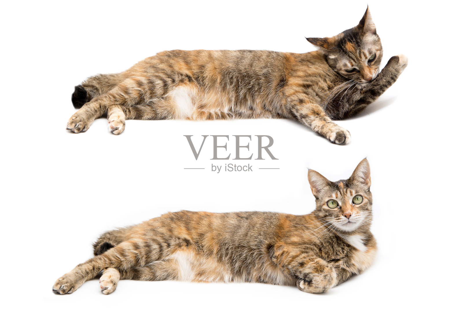 一只龟甲猫孤立在白色背景上。照片摄影图片