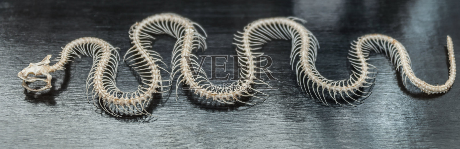 蛇的骨架照片摄影图片