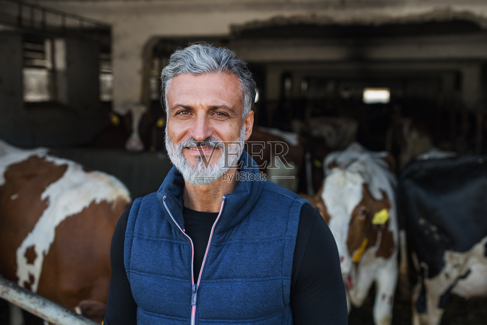 在奶牛场、农业工业上，成熟的男工人看着照相机。照片摄影图片