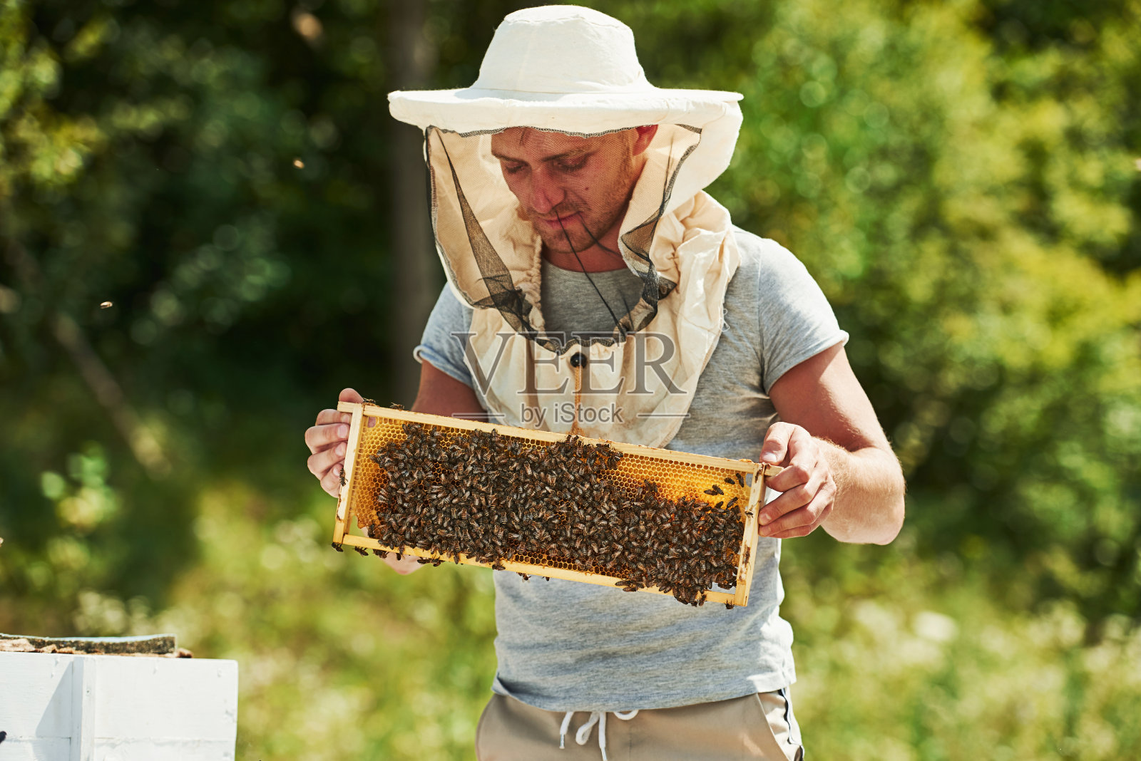 爱好和业务。养蜂人在阳光灿烂的日子里在户外用装满蜜蜂的蜂巢工作照片摄影图片