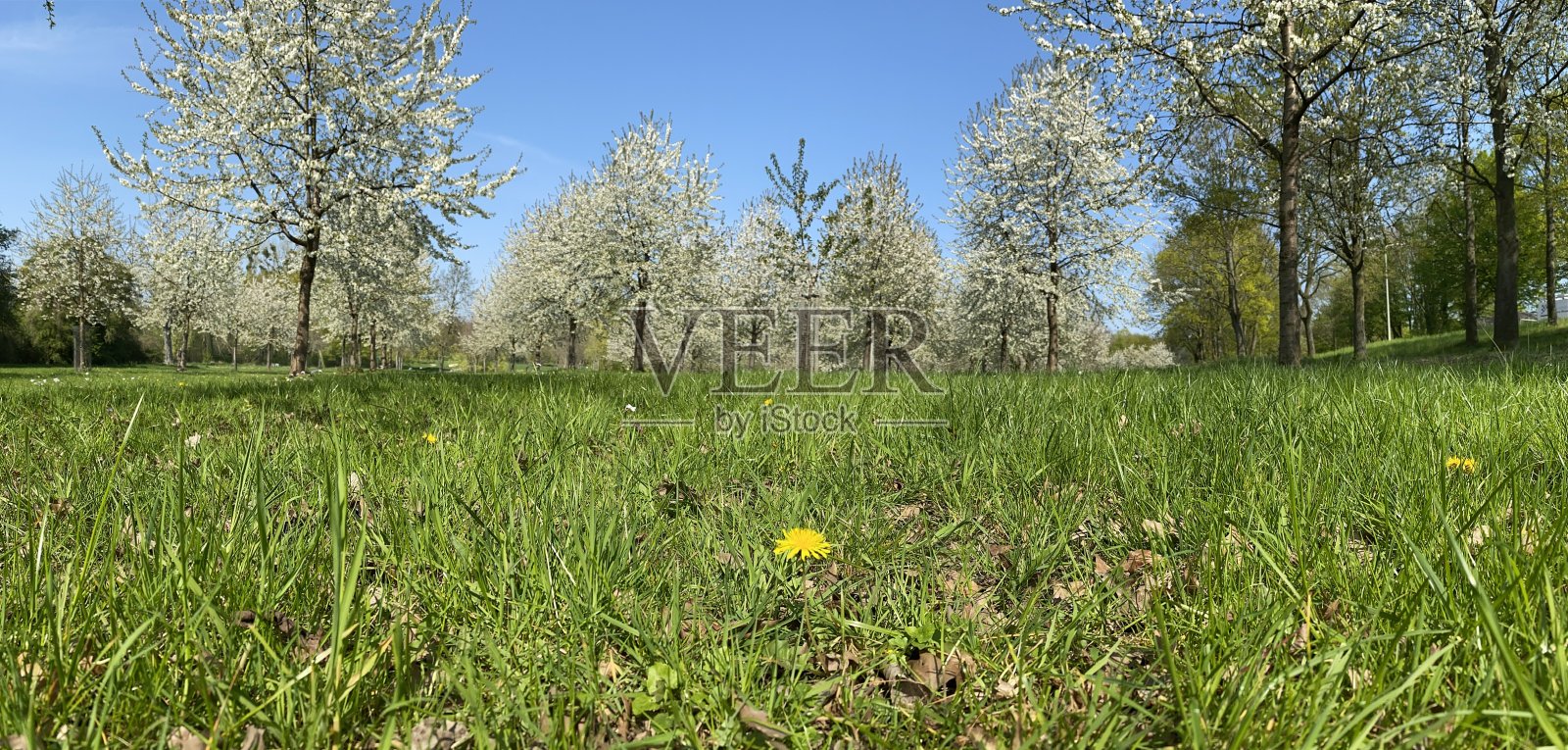 花视图照片摄影图片