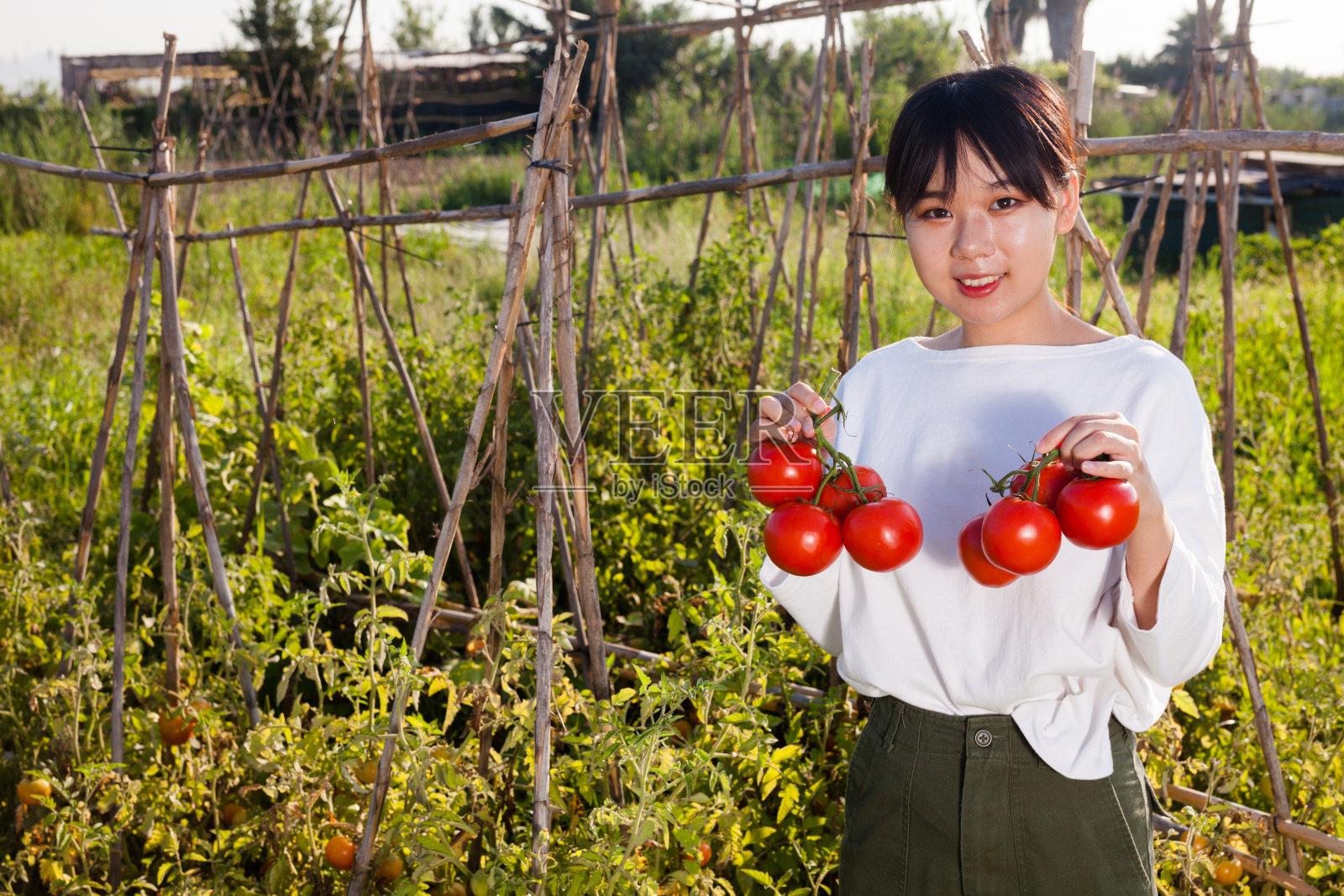 女人拿着成熟的西红柿照片摄影图片