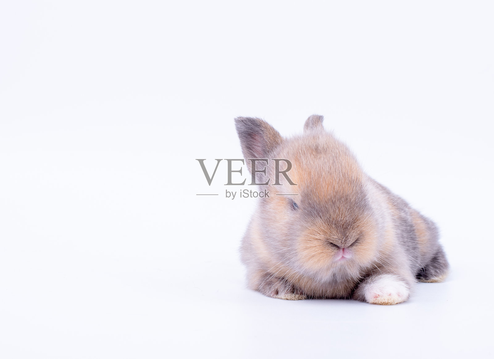 棕色的小兔子宝宝短耳朵躺在白色的地板和背景上照片摄影图片