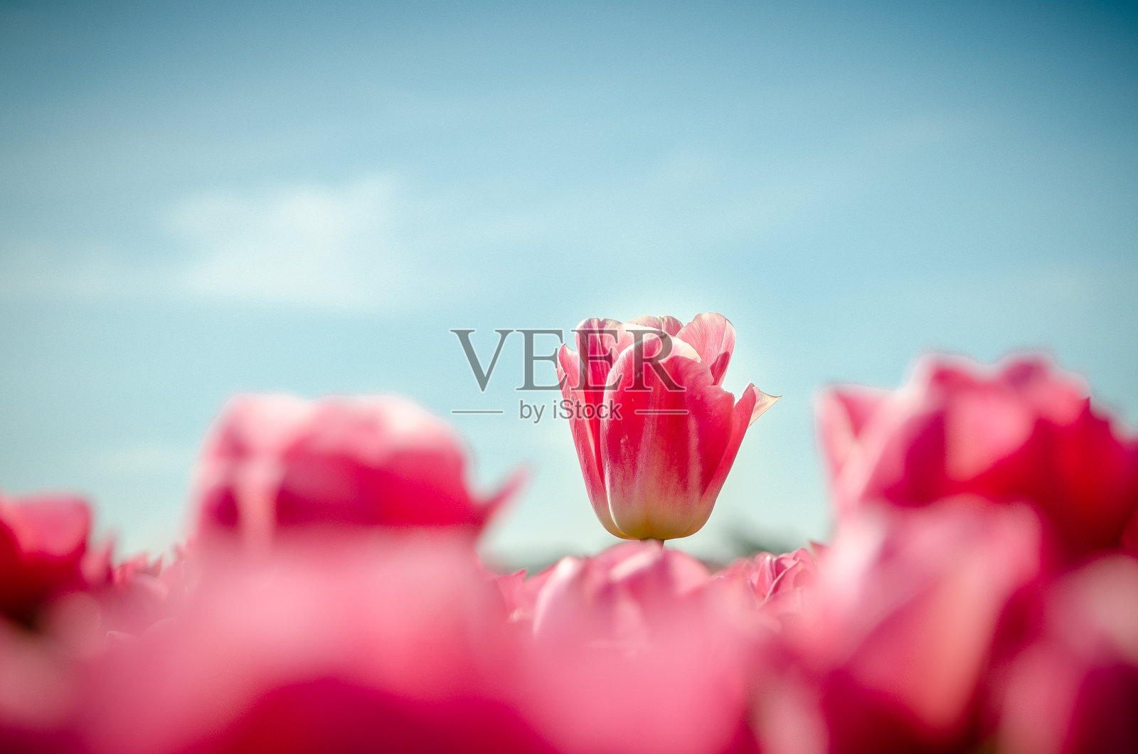 美丽的粉色郁金香在荷兰的利瑟盛开照片摄影图片