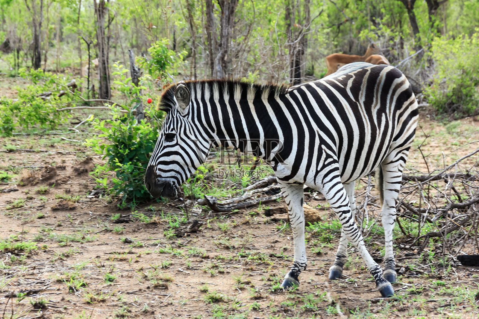 斑马照片摄影图片