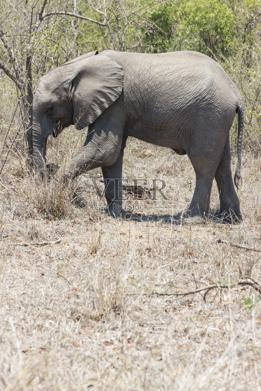 大象照片摄影图片