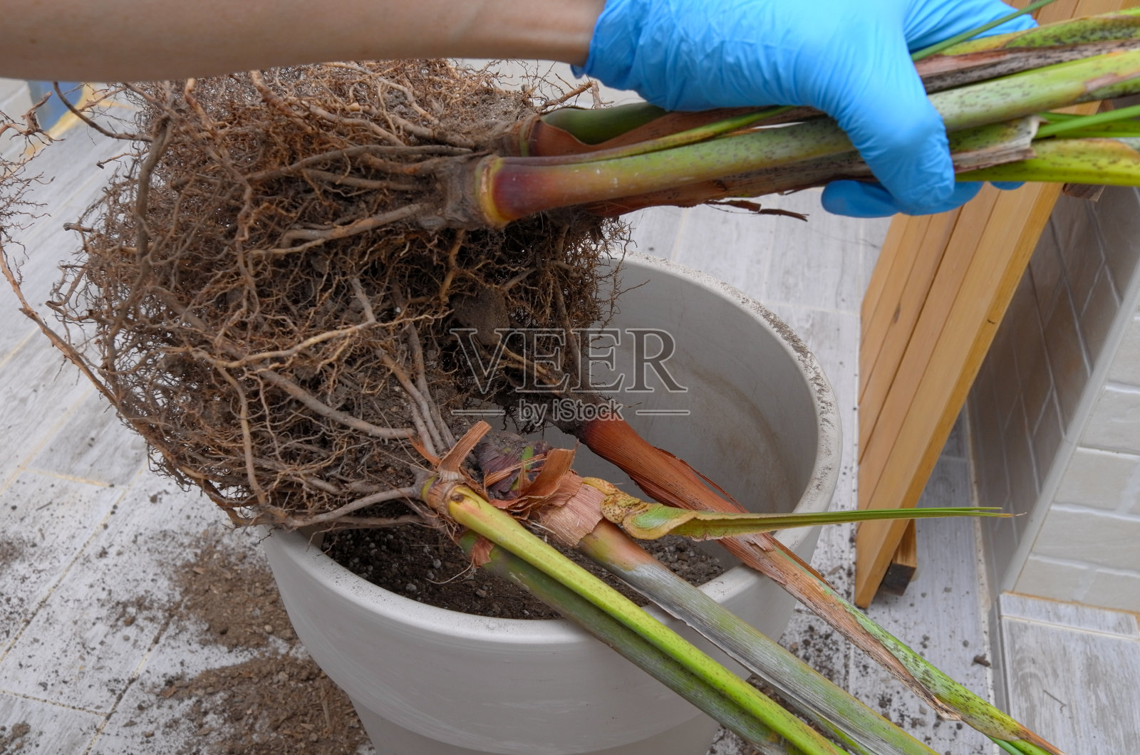 在公寓里给室内植物换盆照片摄影图片