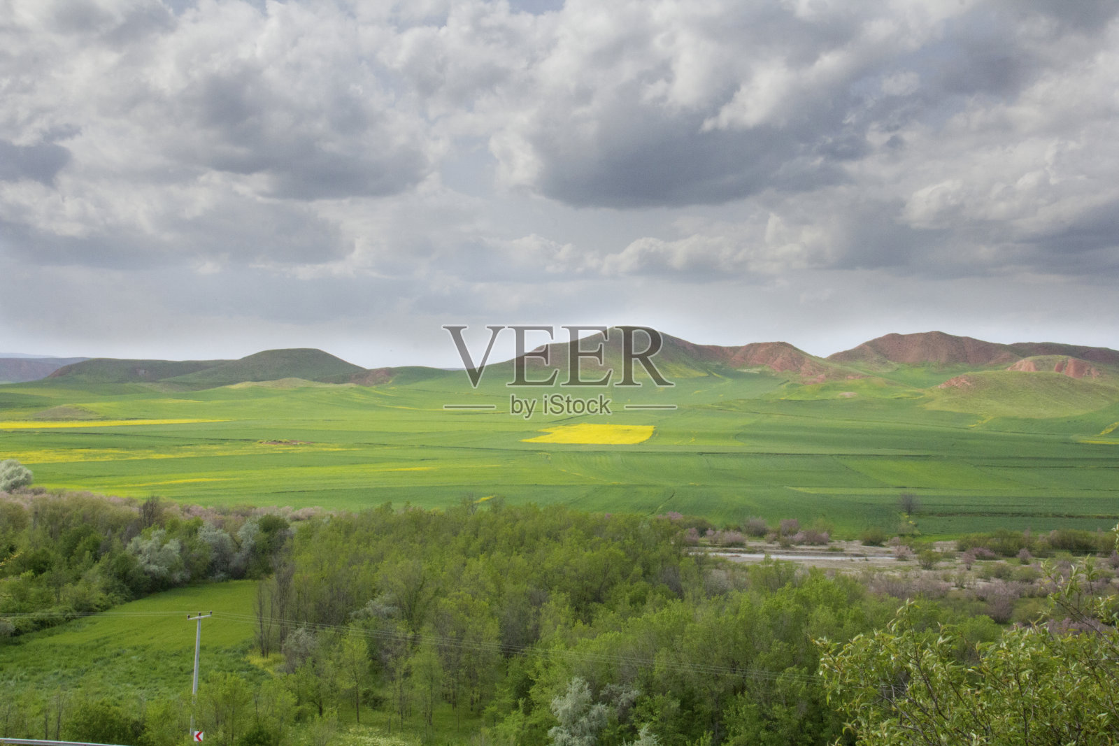 在晴朗的日子里，绿油油的田野上树木成行照片摄影图片