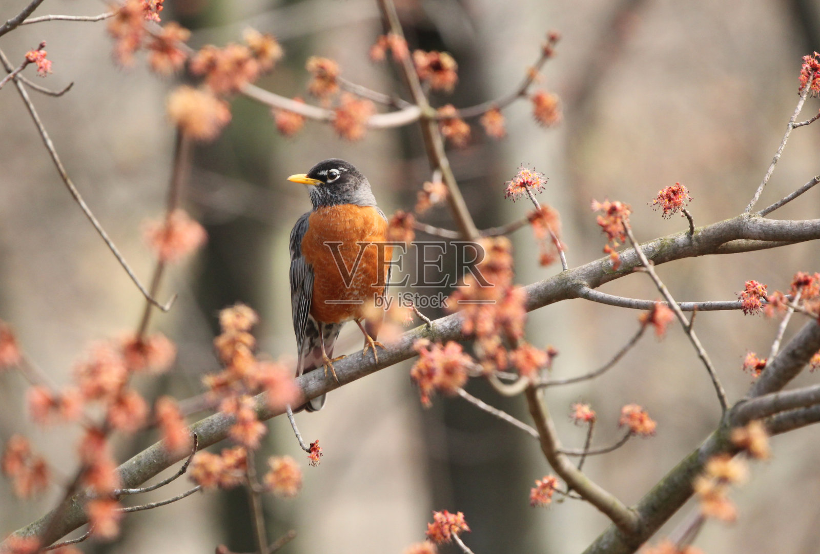 红枫树上的美洲知更鸟照片摄影图片