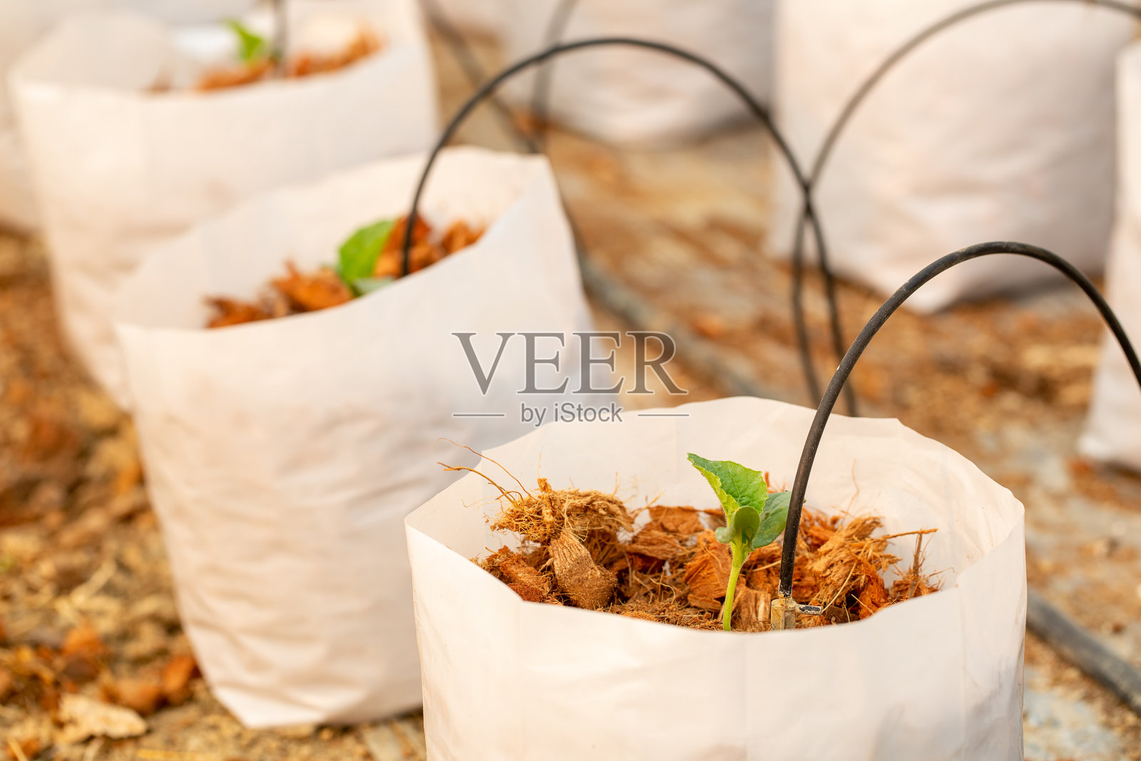 从种子长出来的绿瓜。照片摄影图片