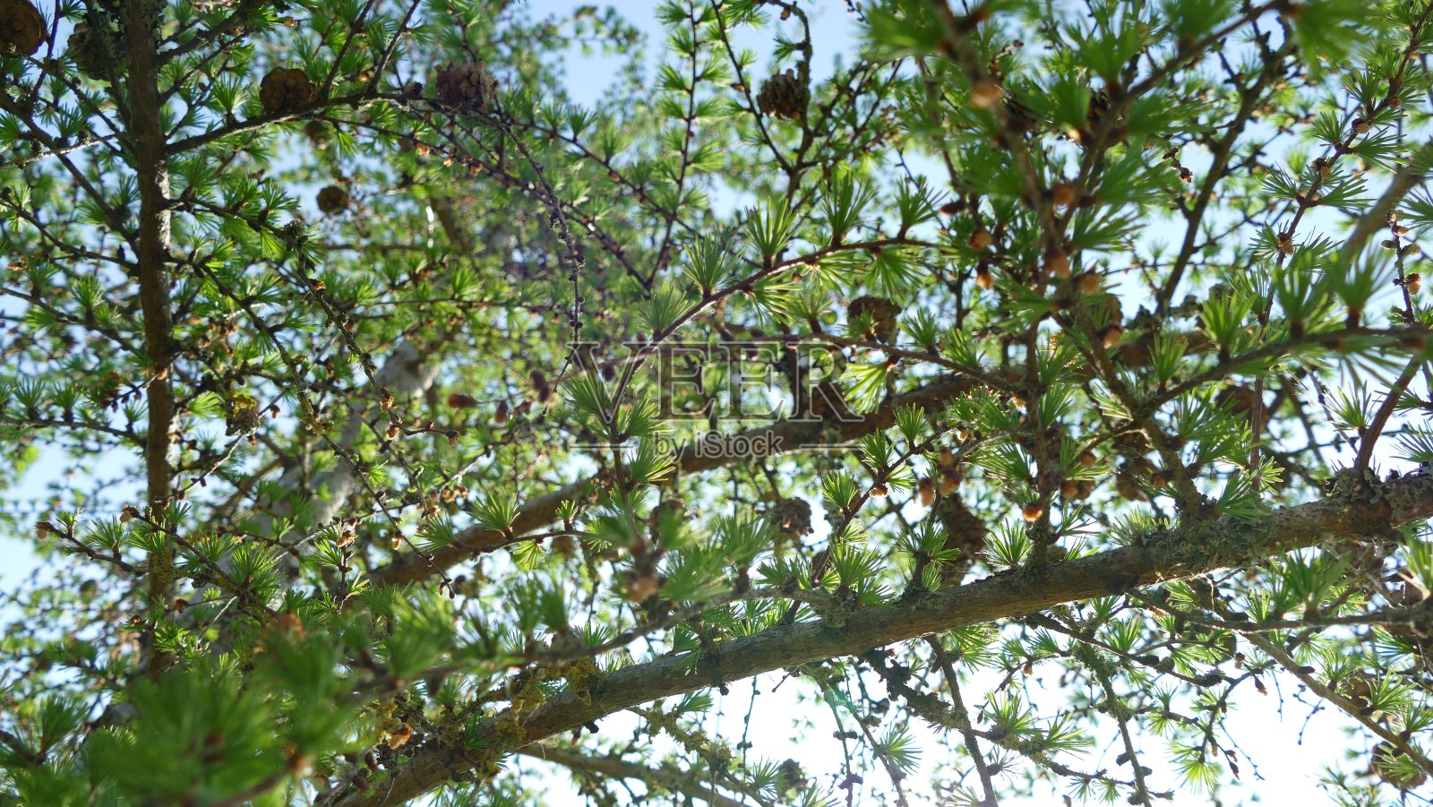 松果照片摄影图片