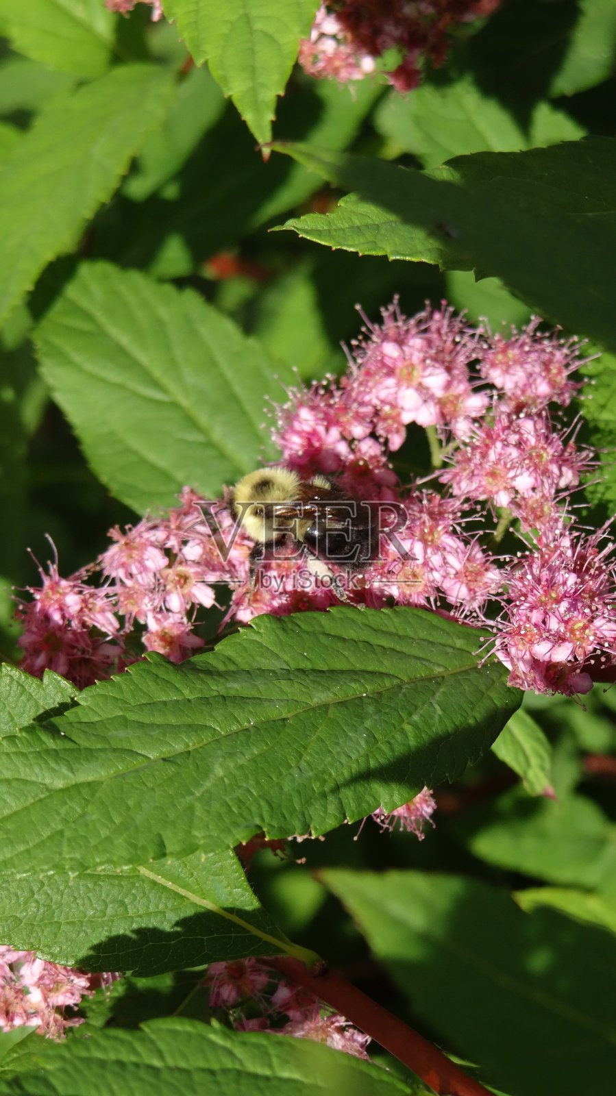 后院狼人照片摄影图片