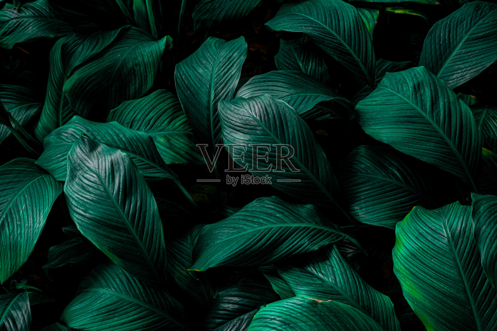 Spathiphyllum cannifolium background的叶子照片摄影图片