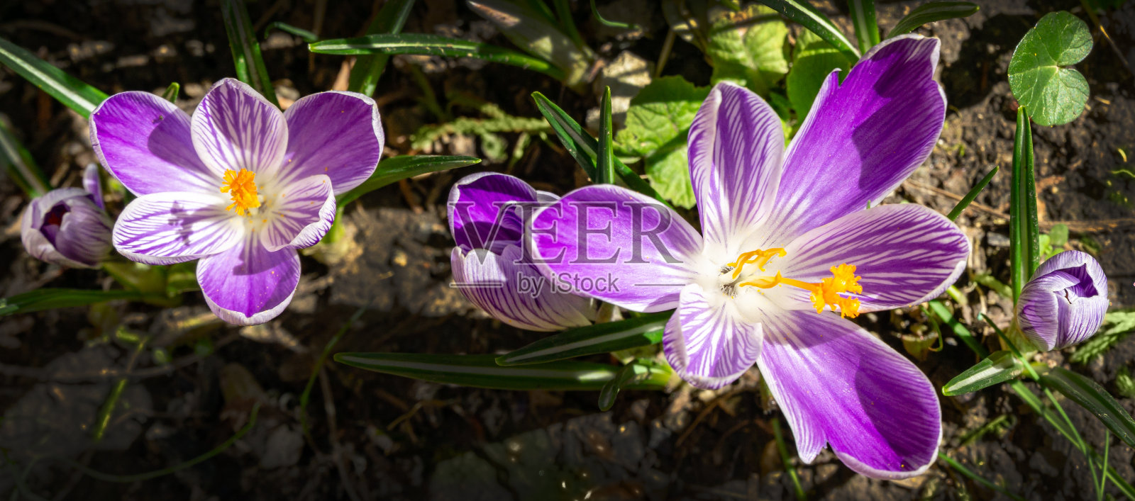 早春花园里的条纹紫番红花。模糊的背景与绿色的花园。有选择性的重点。这里有放置文本的地方。照片摄影图片