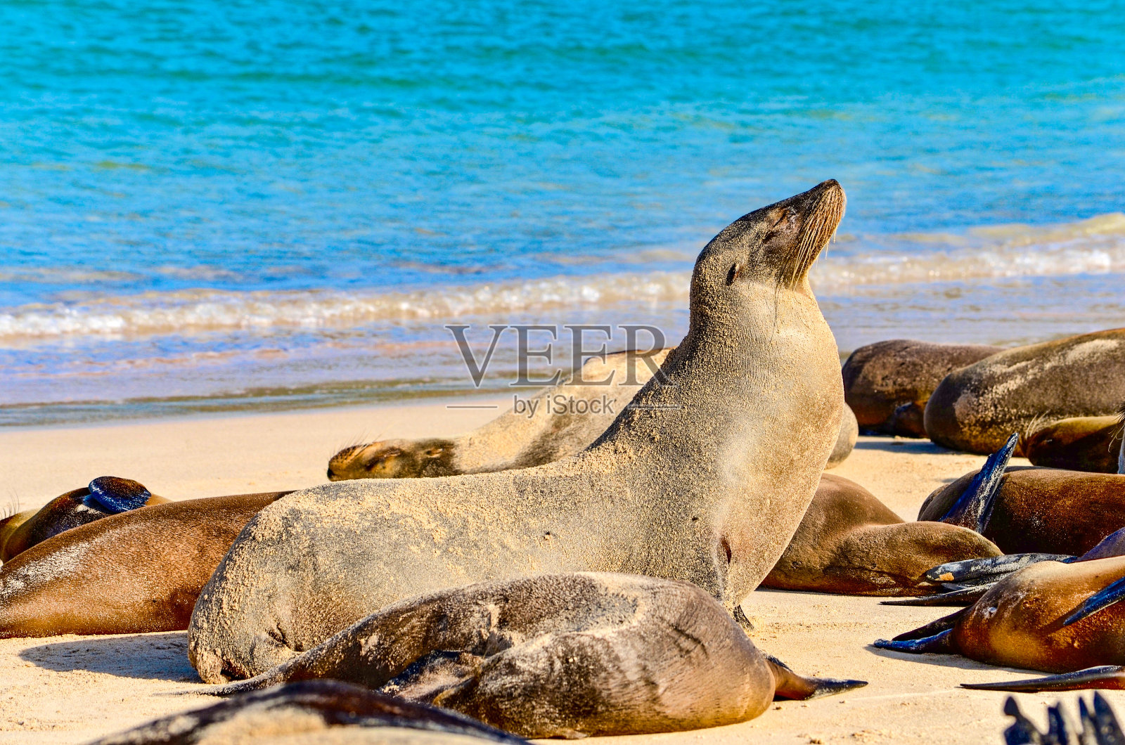 Galápagos海狮(Zalophus wollebaeki)，一个物种，专门繁殖在Galápagos岛屿，在Isla Sante Fe。照片摄影图片