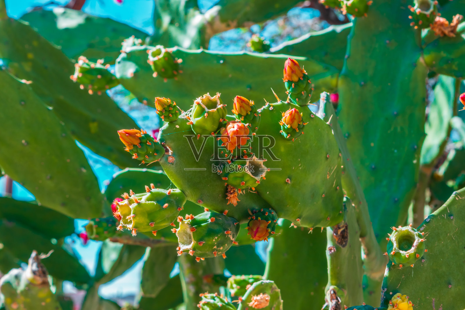 蓝天上的仙人掌植物为背景照片摄影图片