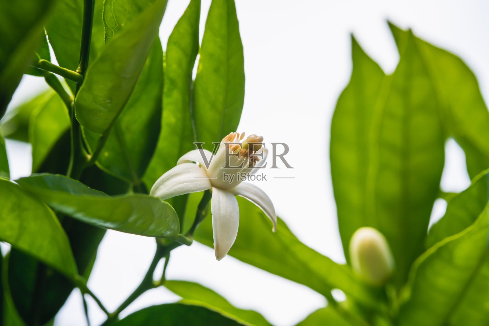 桔子树的树枝与美丽的花照片摄影图片