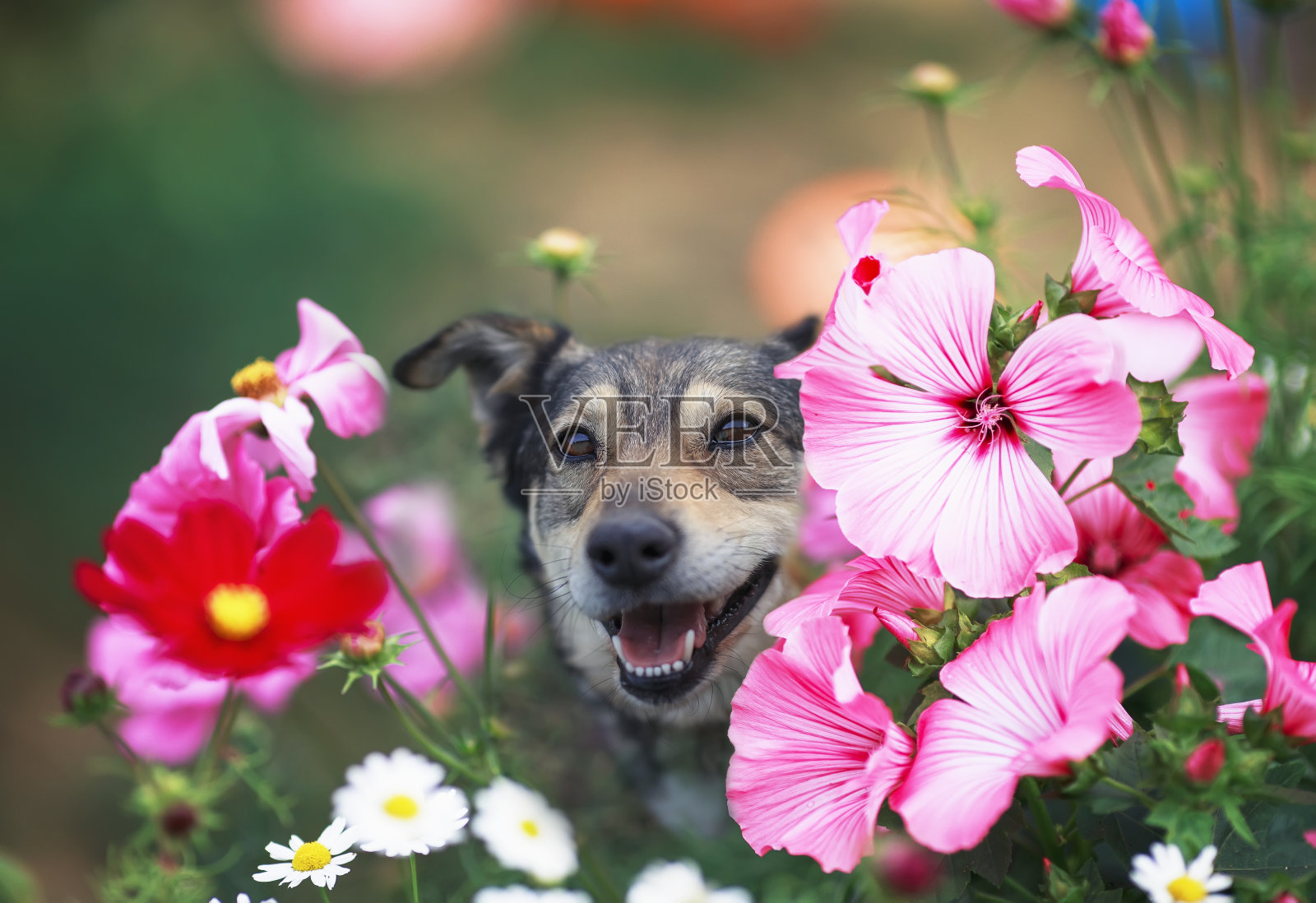 在夏季花园的花坛里，一只可爱的狗狗从亮粉色的紫丁香花后面向外张望照片摄影图片