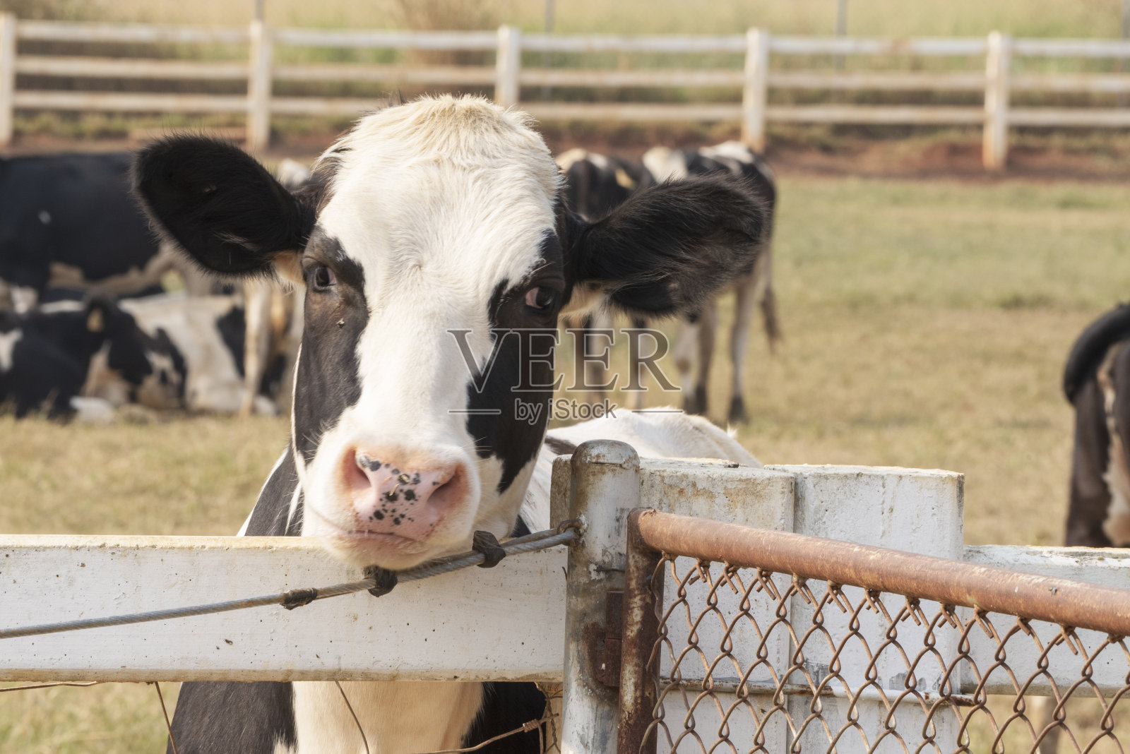 农场里的黑白奶牛图片，牛头。照片摄影图片