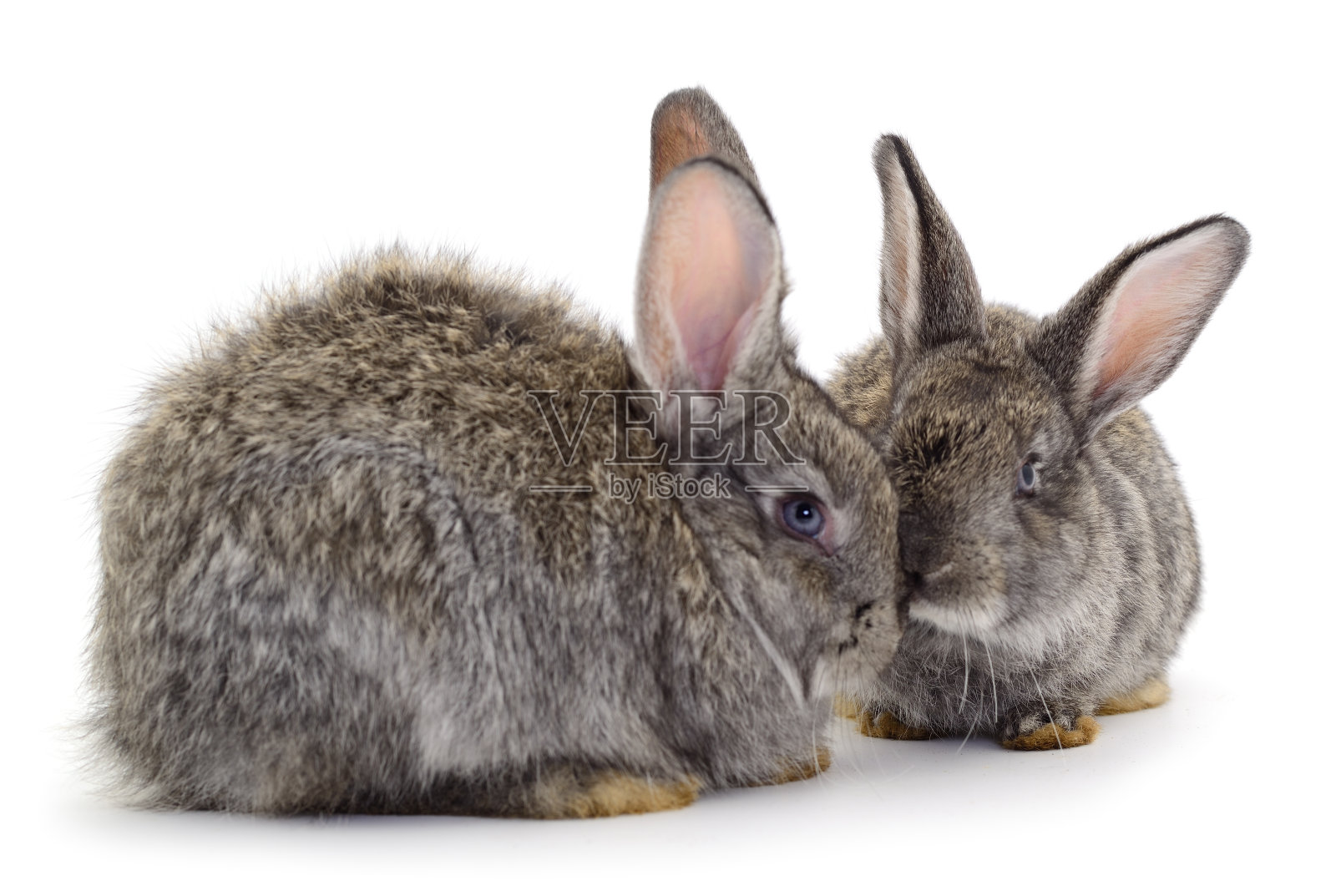 灰色的兔子孤立。照片摄影图片