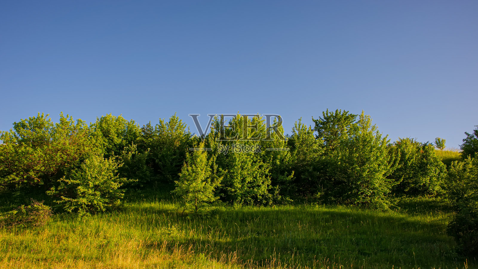 落叶林和蓝天的全地形黄昏。照片摄影图片